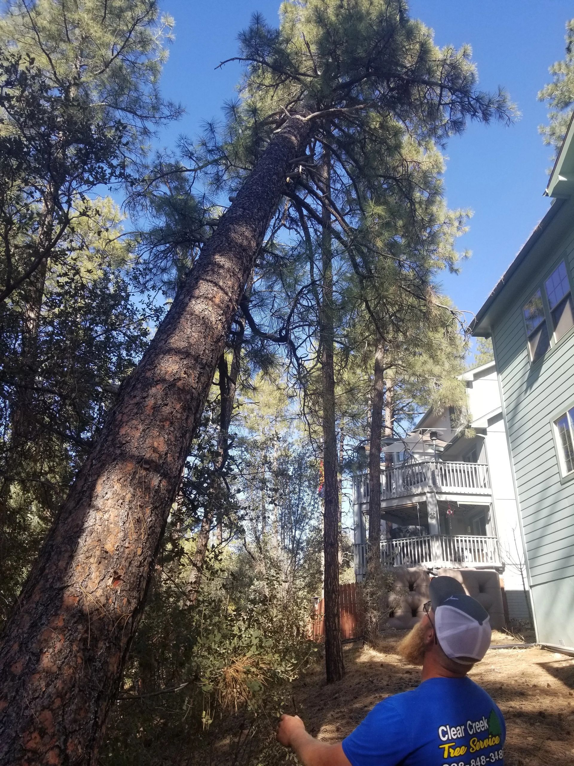 A man in a blue shirt is standing in front of a fallen tree.
