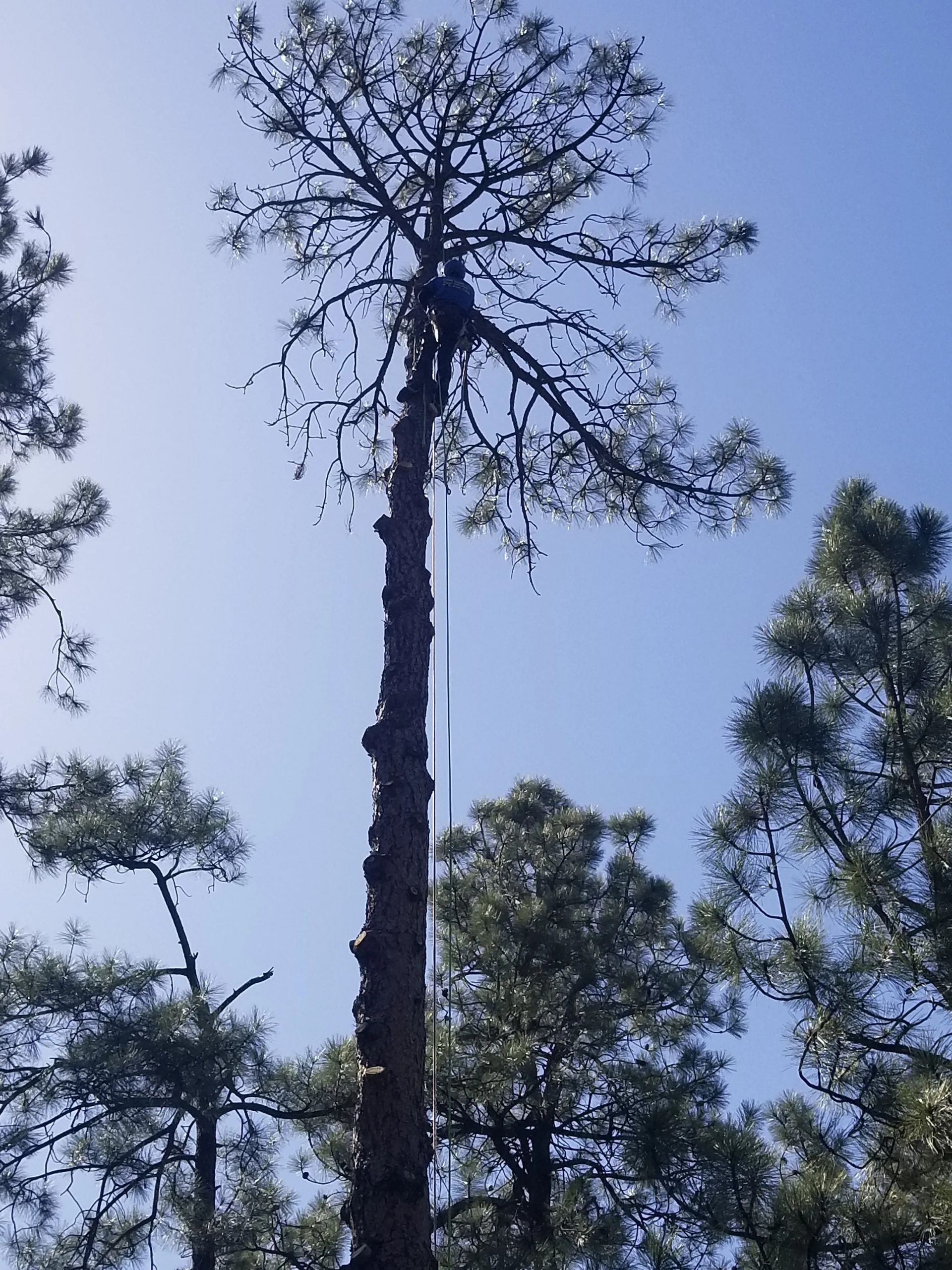 A tall tree with a blue sky in the background