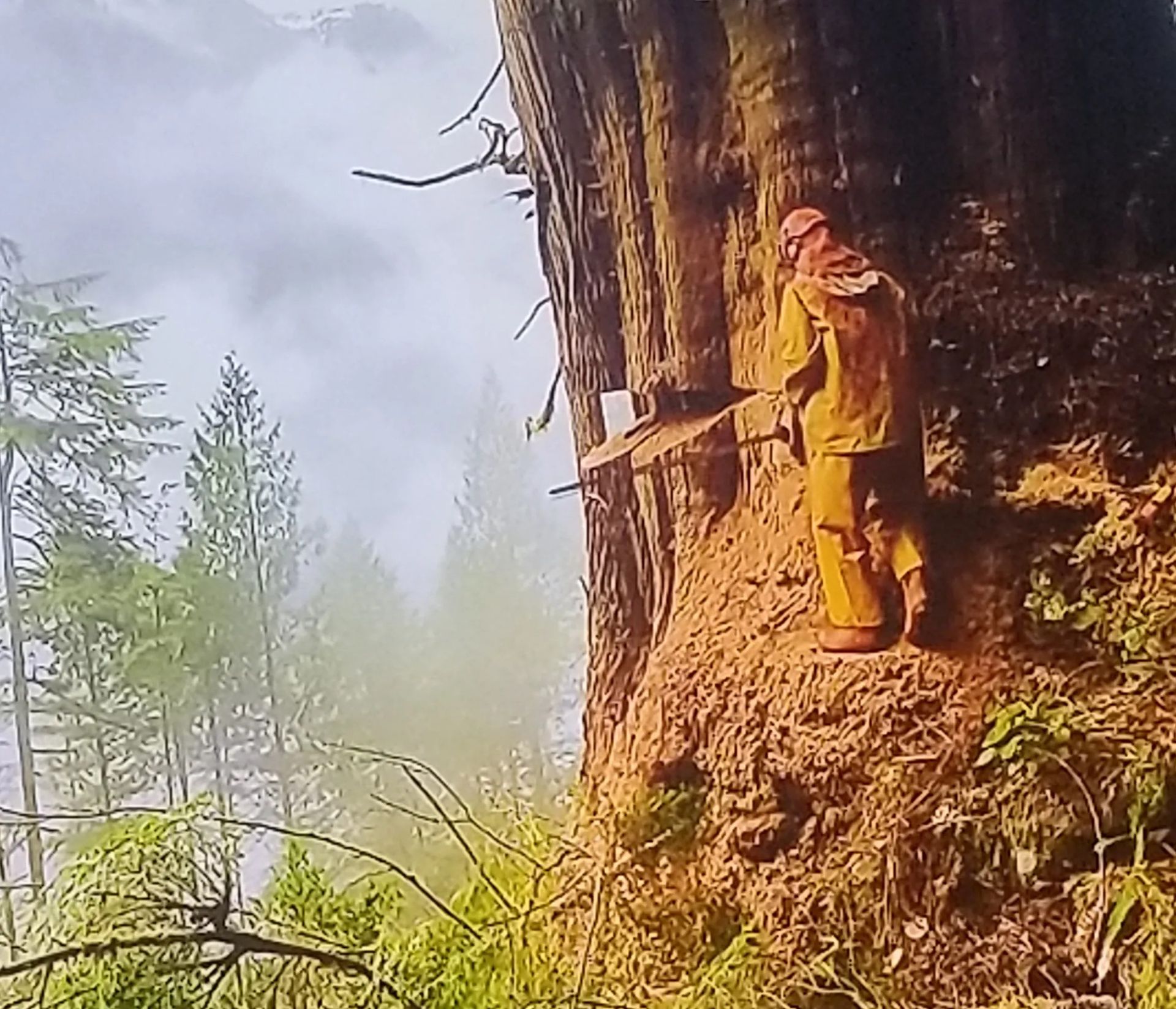 A man is cutting a tree with a chainsaw in the woods.