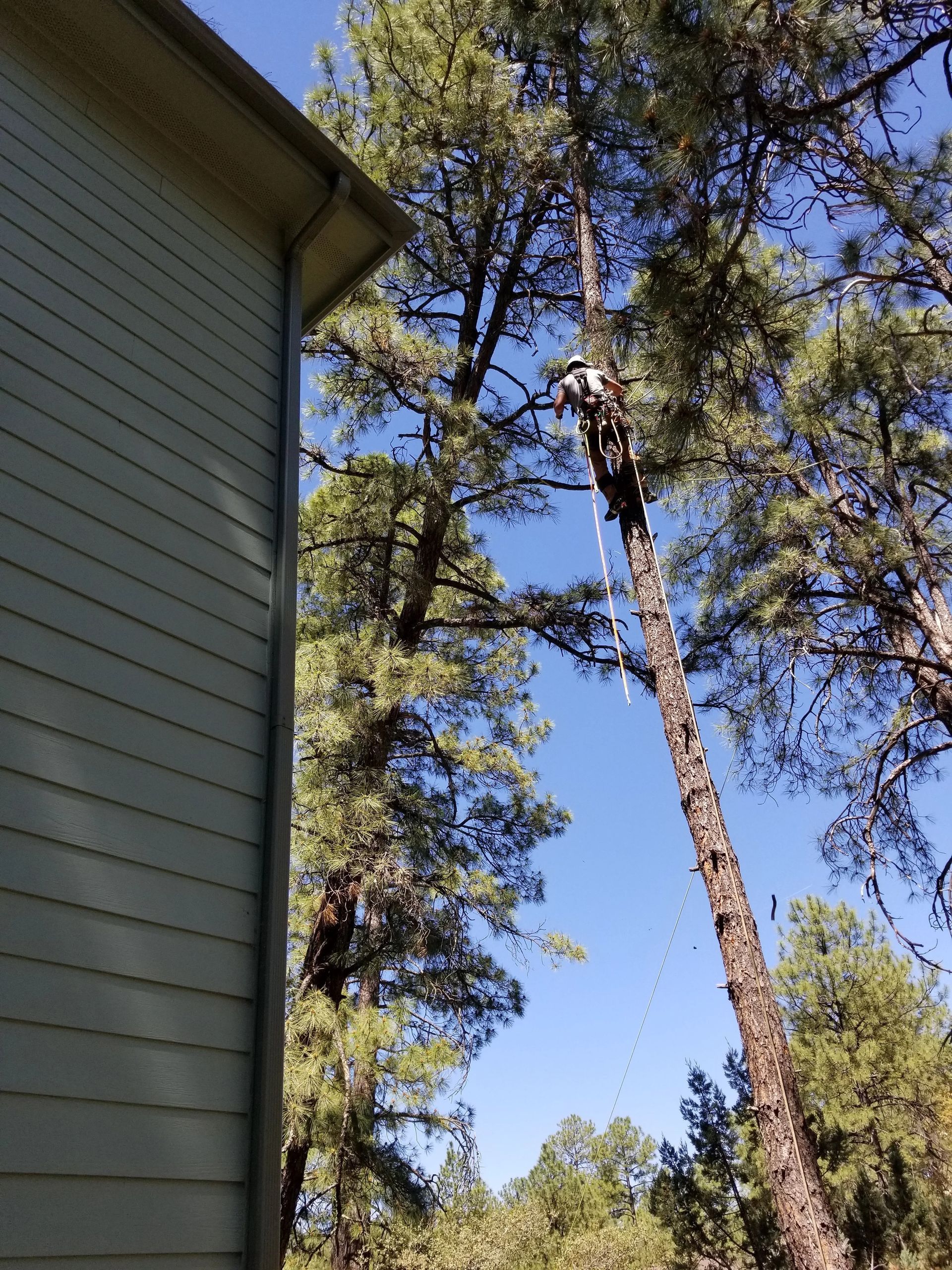 A man is climbing a tree next to a house
