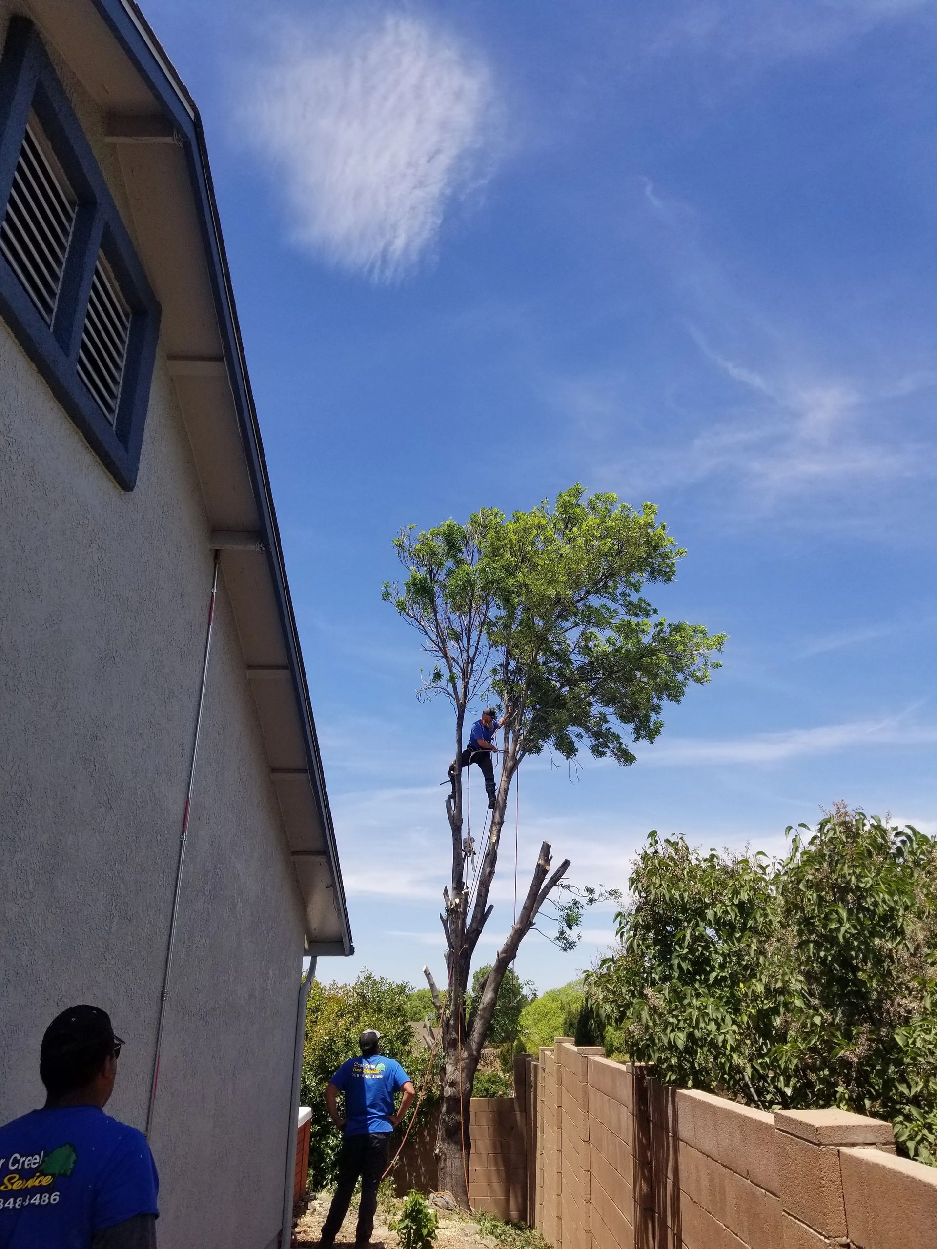 A man in a blue shirt is standing next to a tree