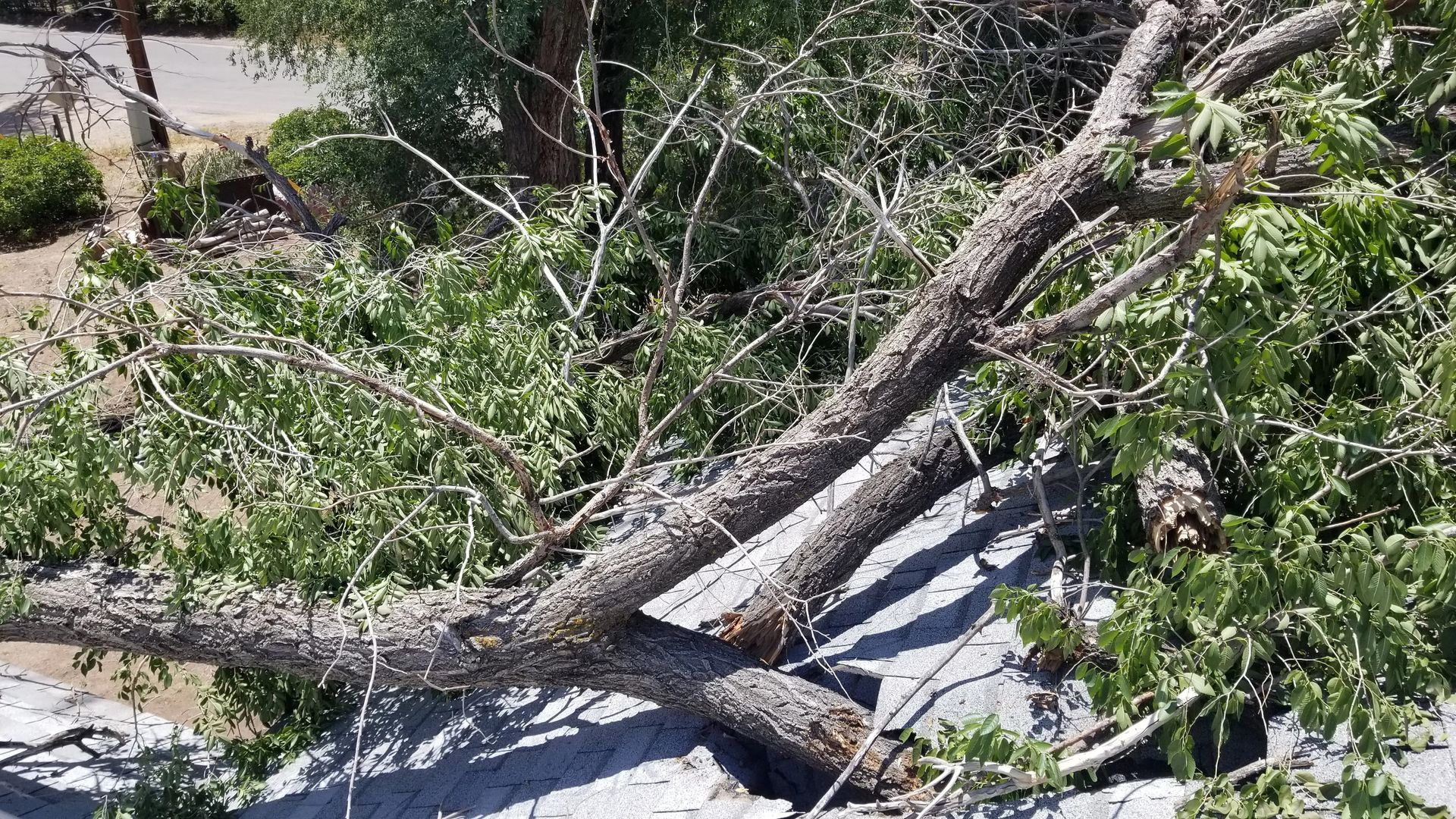 A large tree branch is laying on the ground.