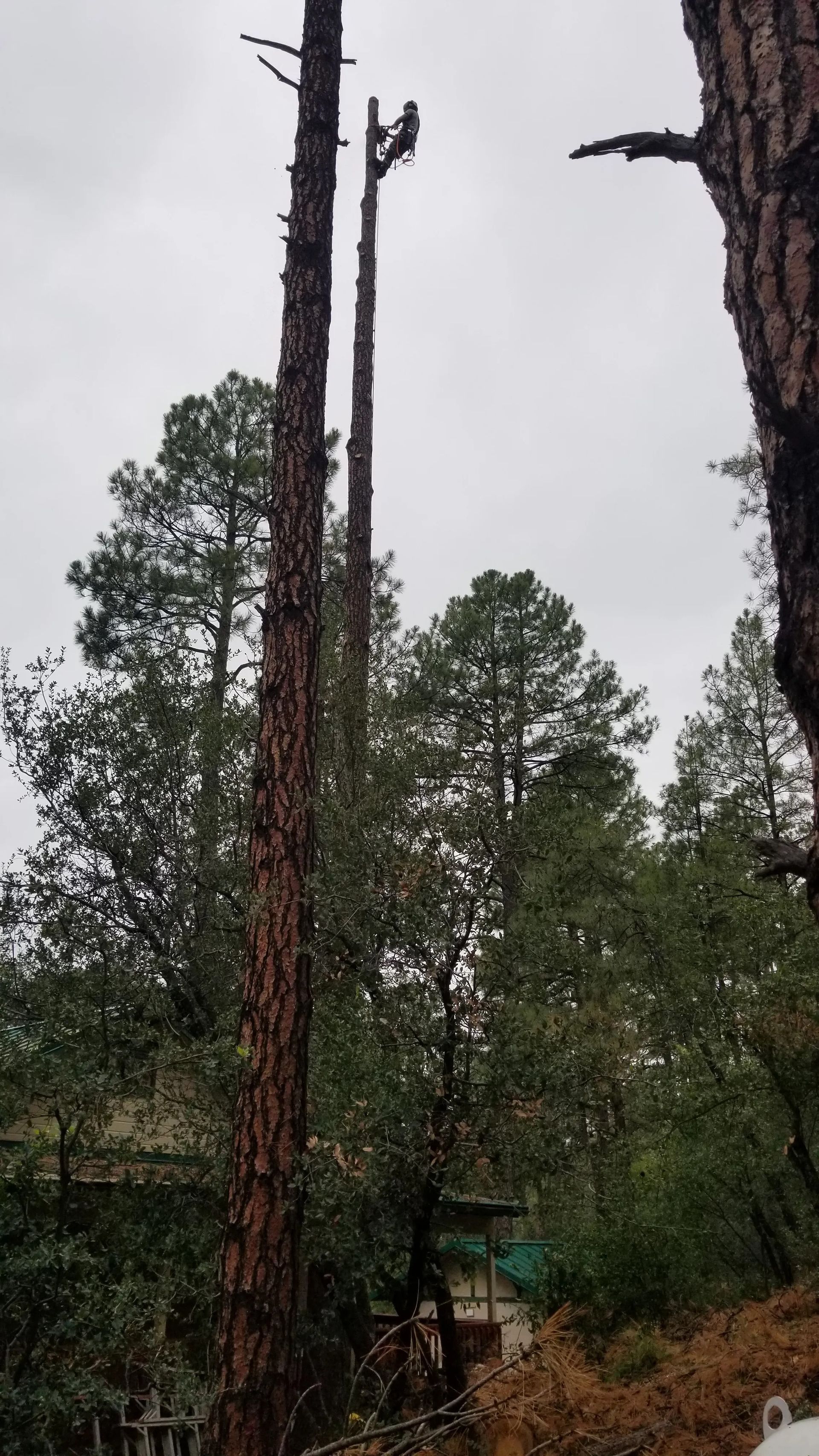 A man is climbing a tree in the woods.