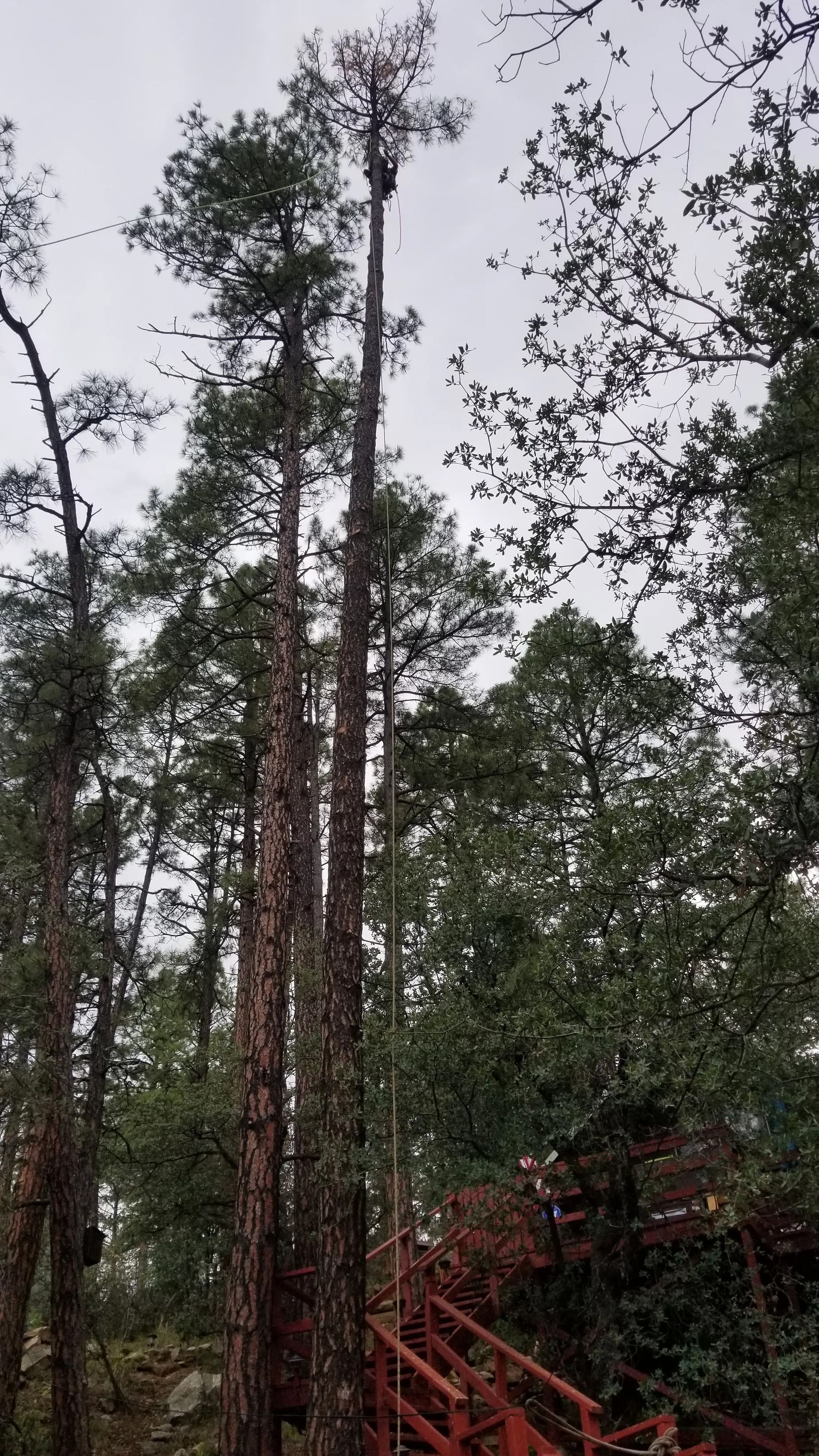 A group of trees in a forest with a bridge in the background.