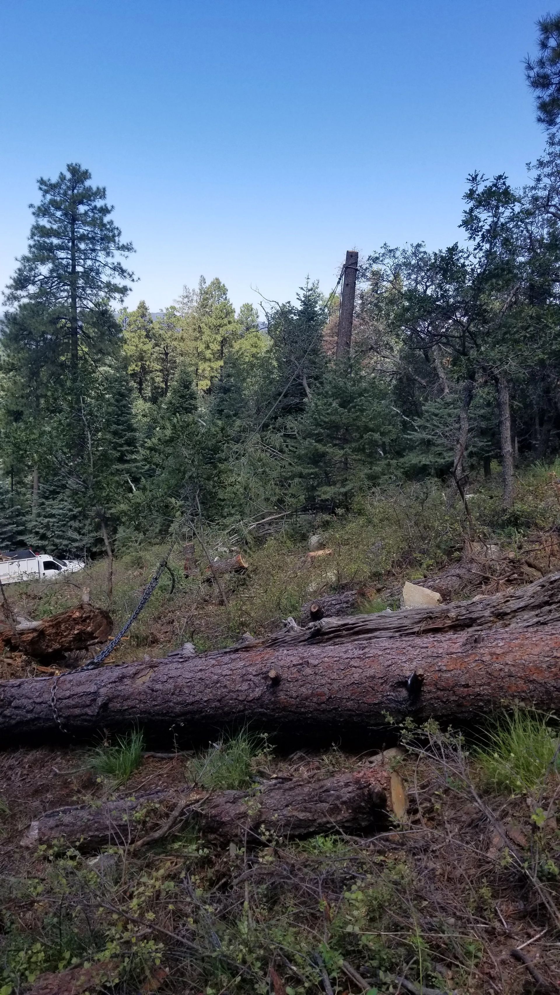 A large log is laying in the middle of a forest.