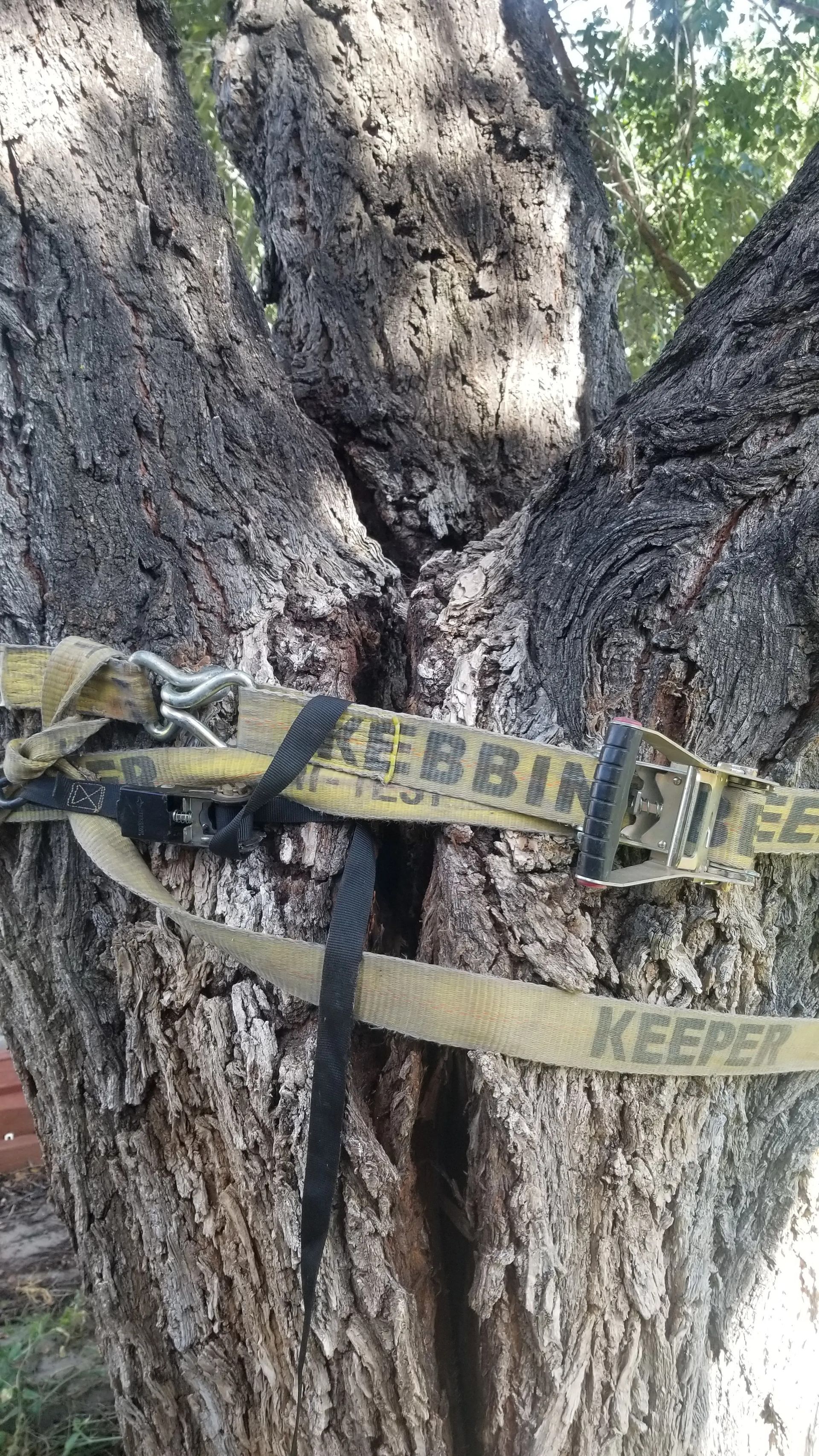 A close up of a tree with a rope attached to it.