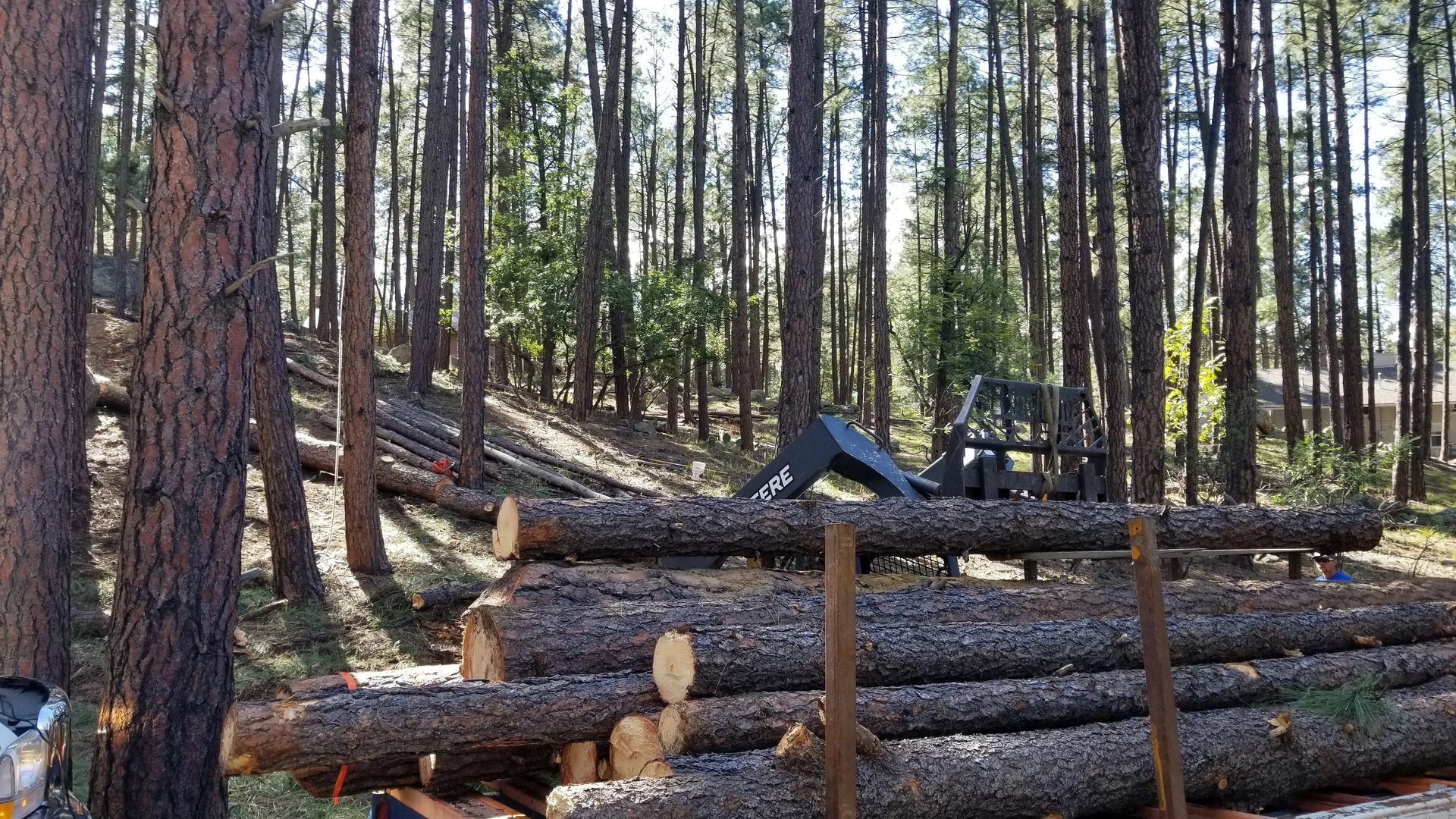 A pile of logs in the middle of a forest.