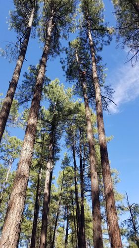 Tall pine trees against a bright blue sky.