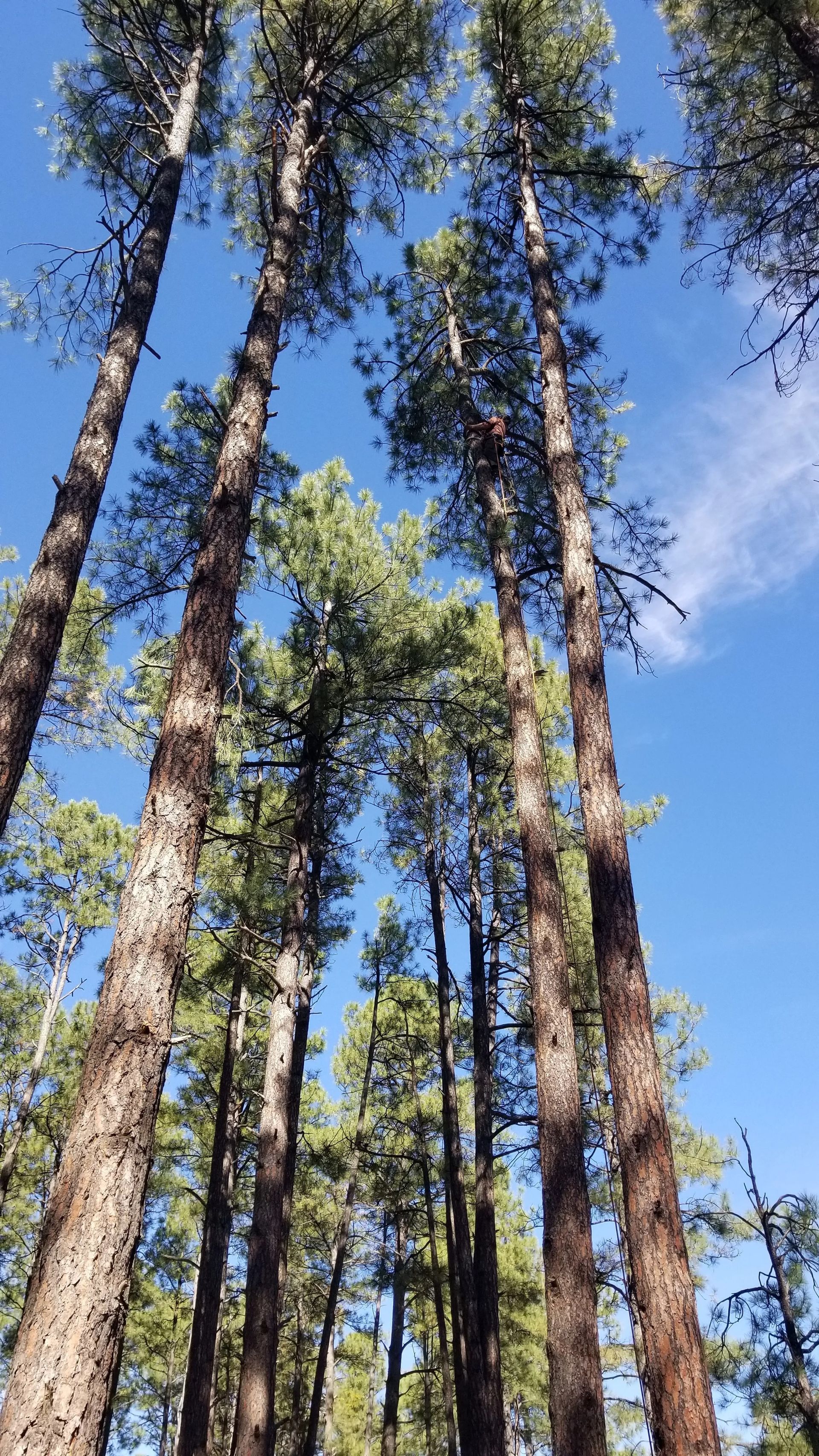 A row of tall trees against a blue sky