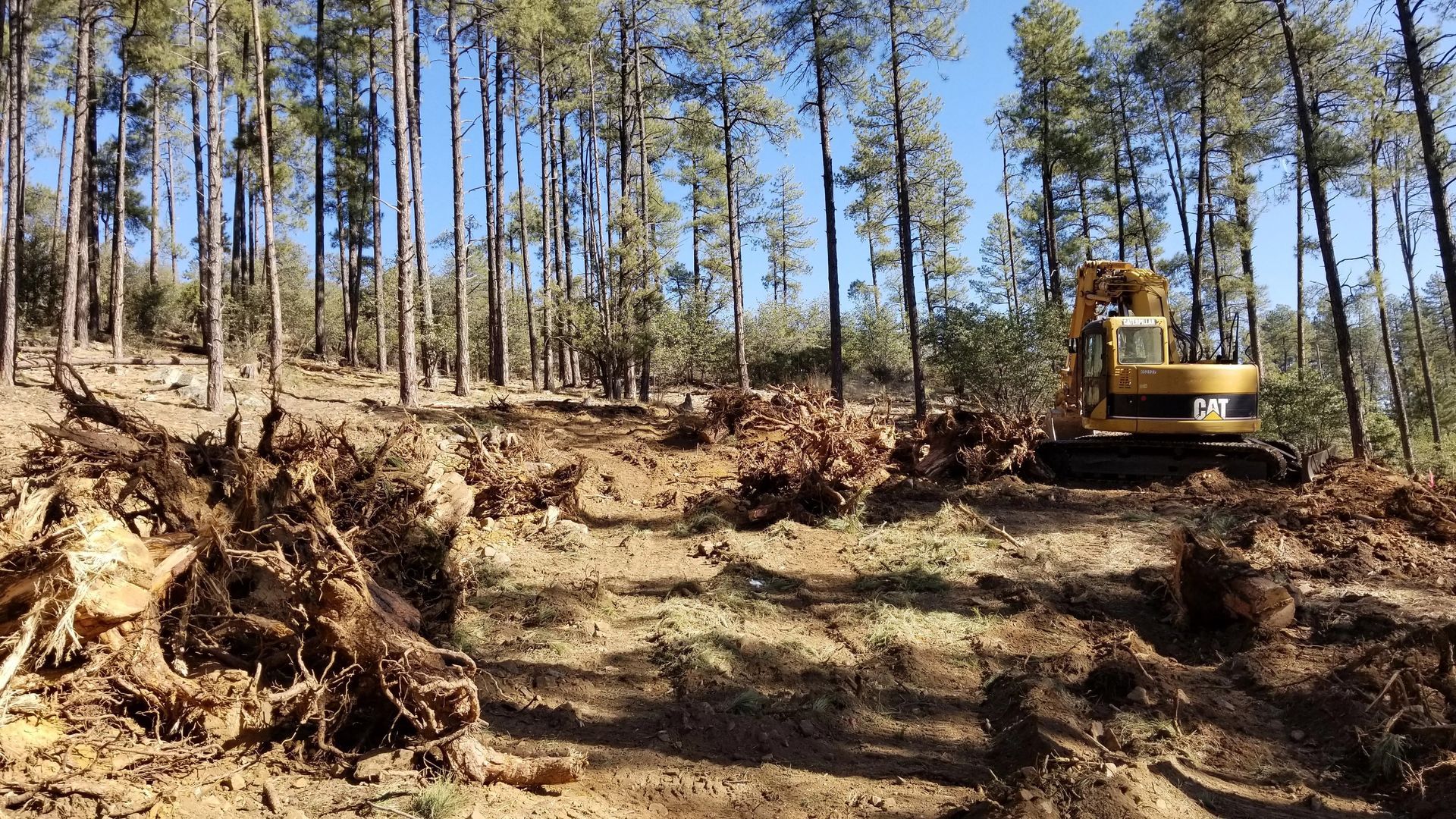 Yellow excavator clearing trees in a forest, stumps scattered across the ground.