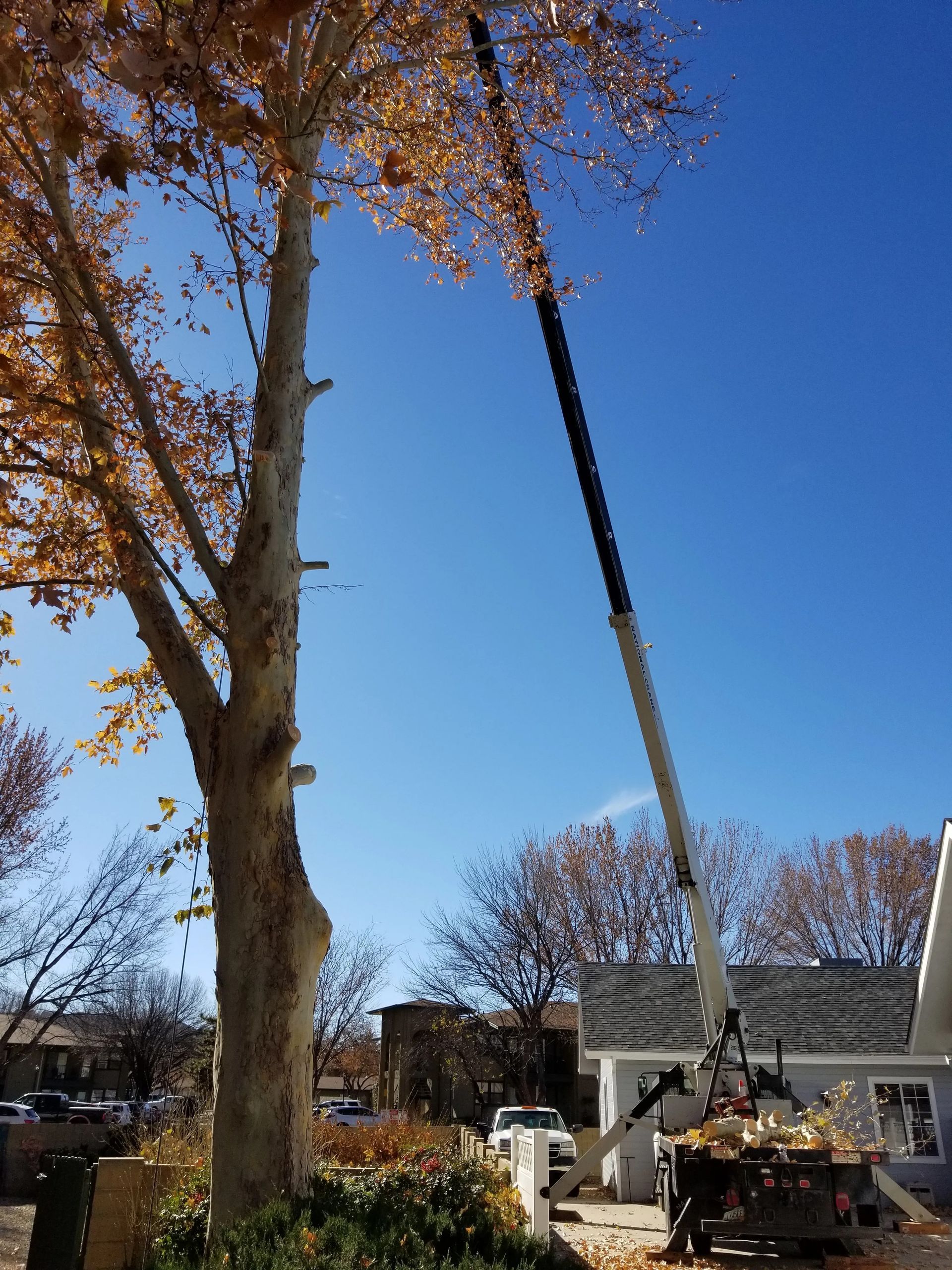 A crane is cutting a tree in front of a house
