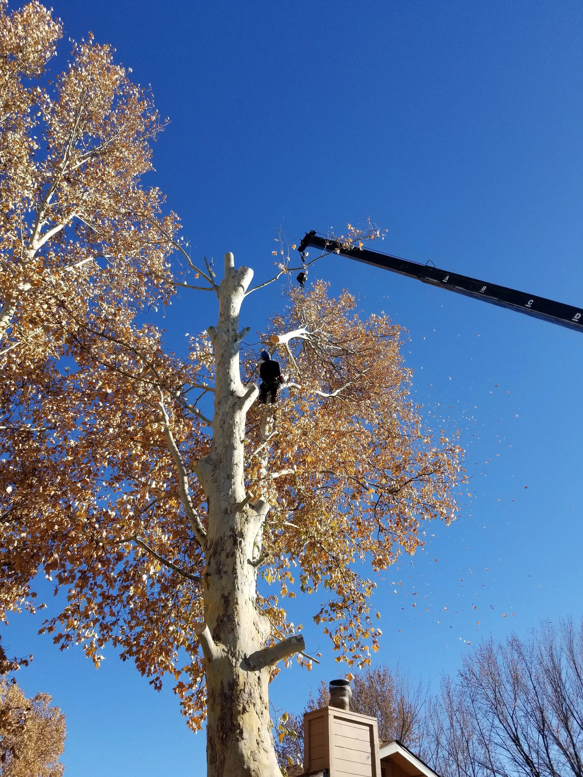 A tree being cut down by a crane on a sunny day