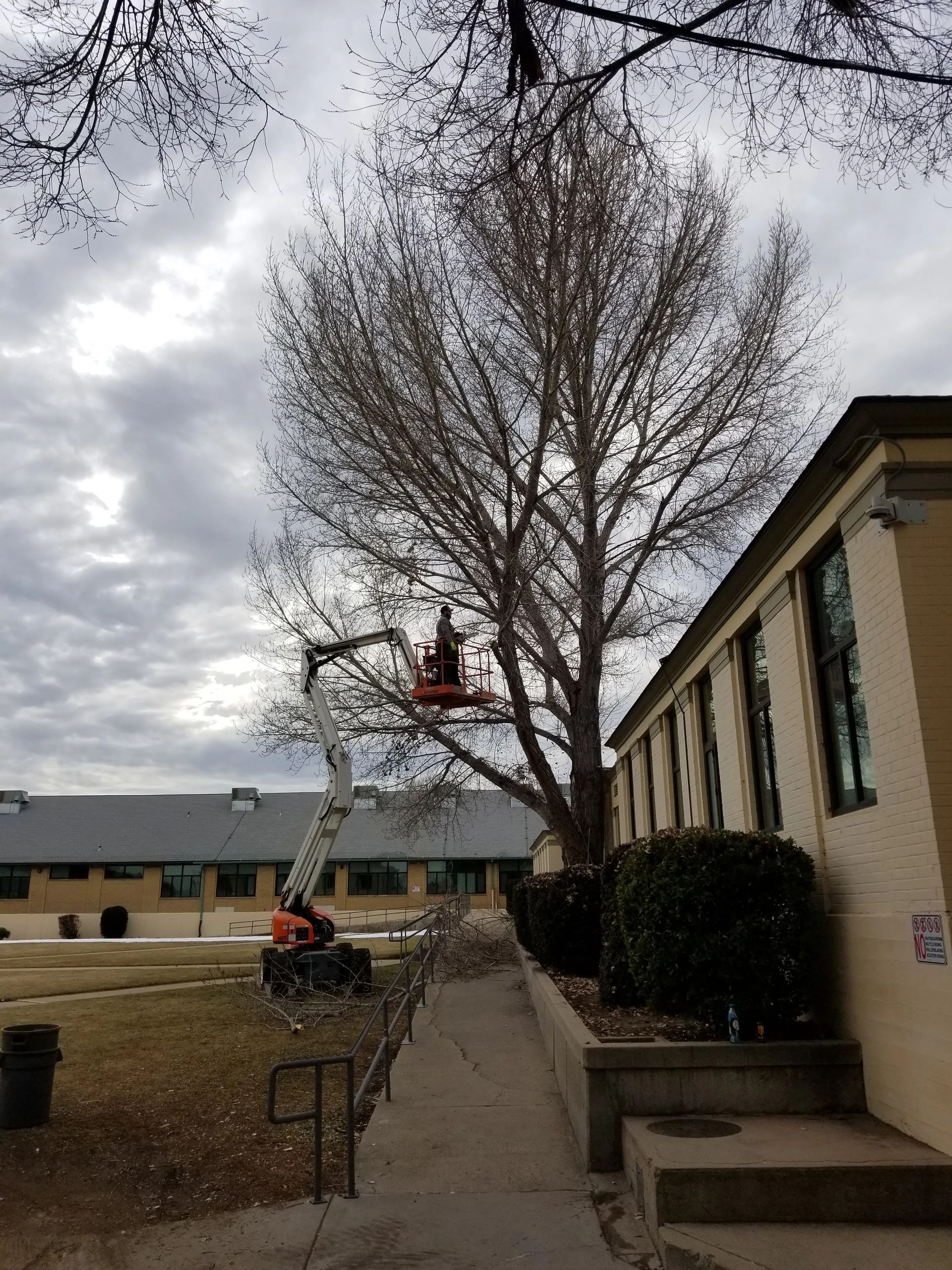 A man is cutting a tree with a crane in front of a building.