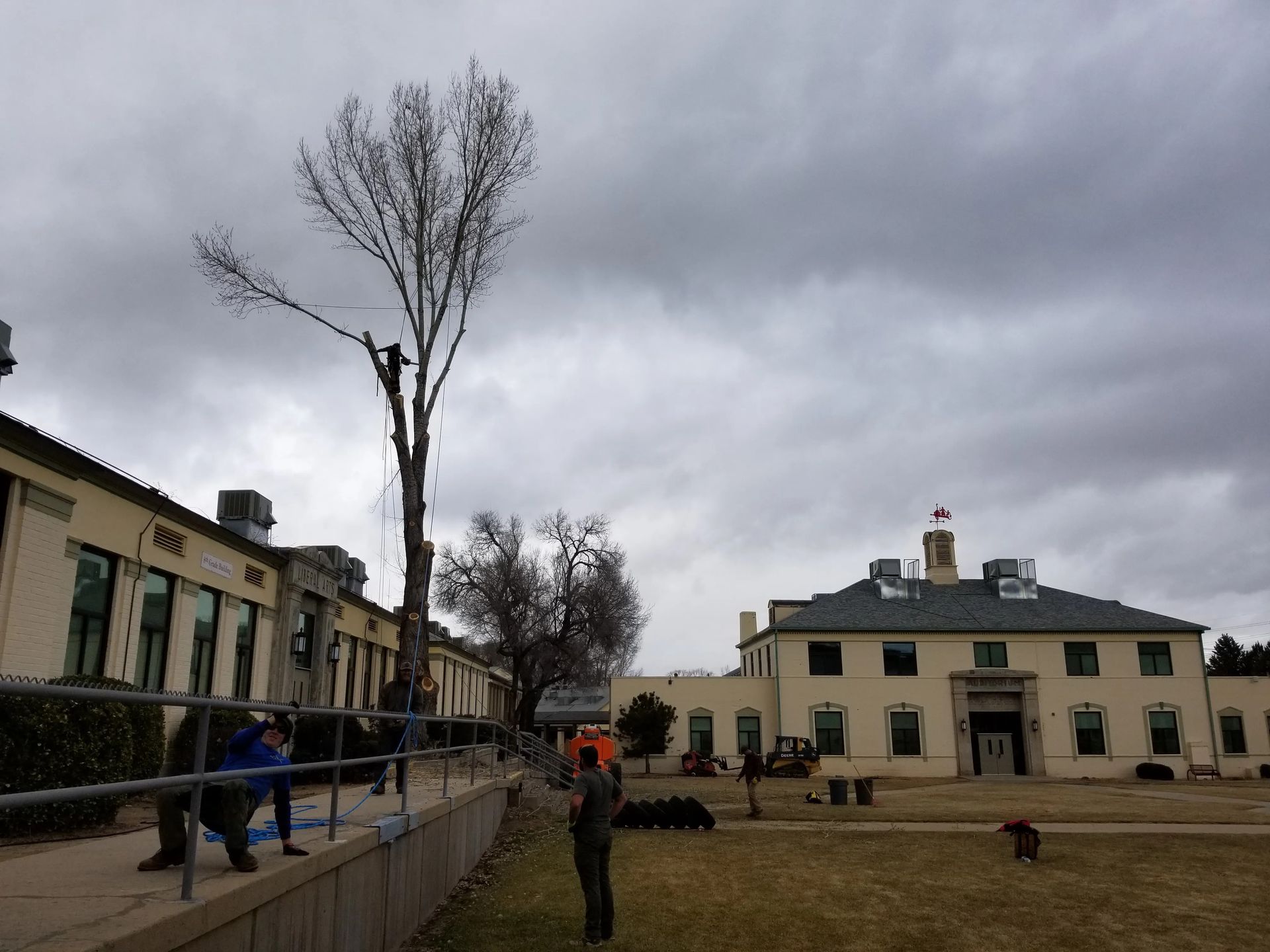 A tree is being cut down in front of a large building