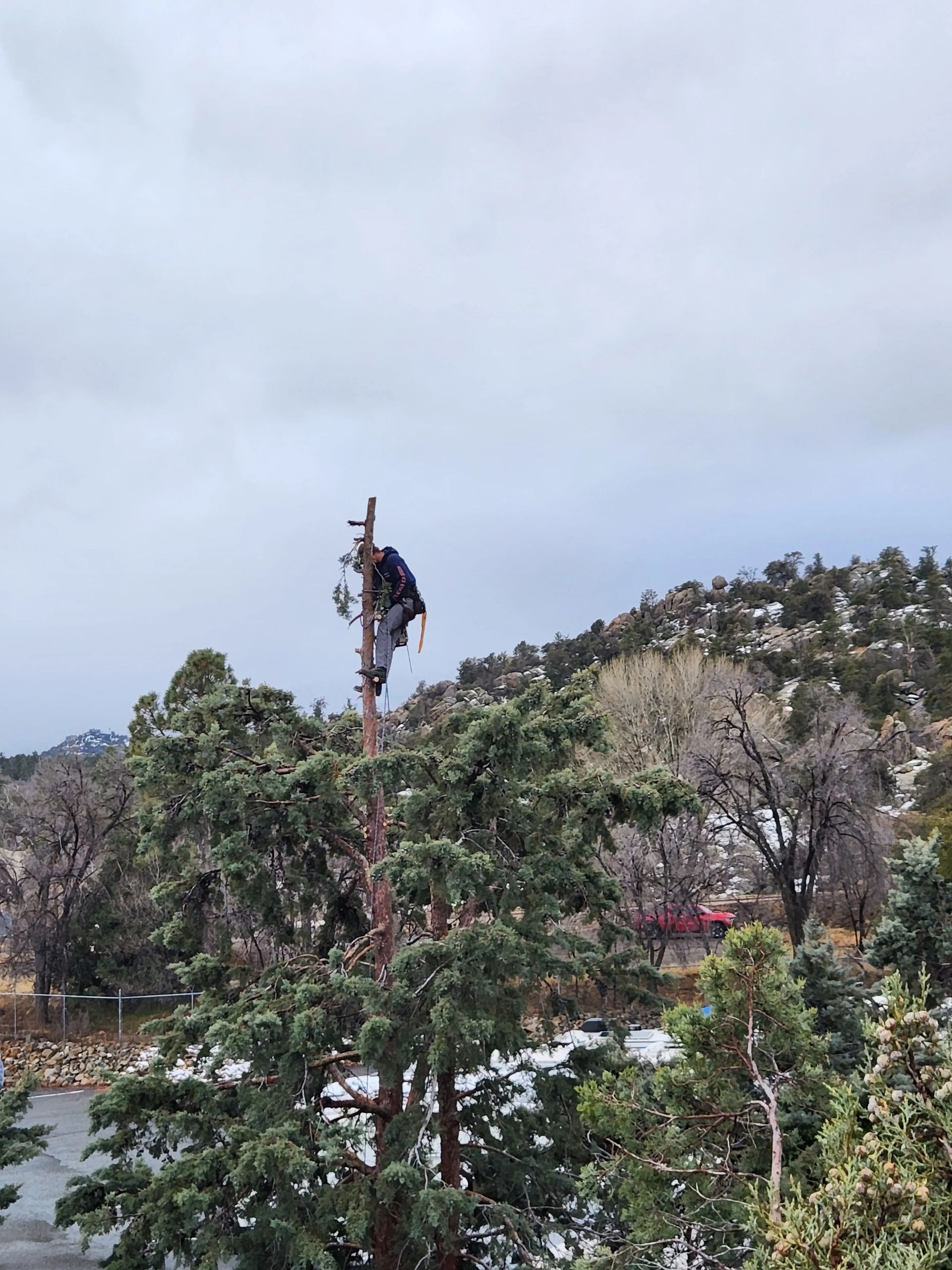 A man is climbing a tree with a chainsaw.