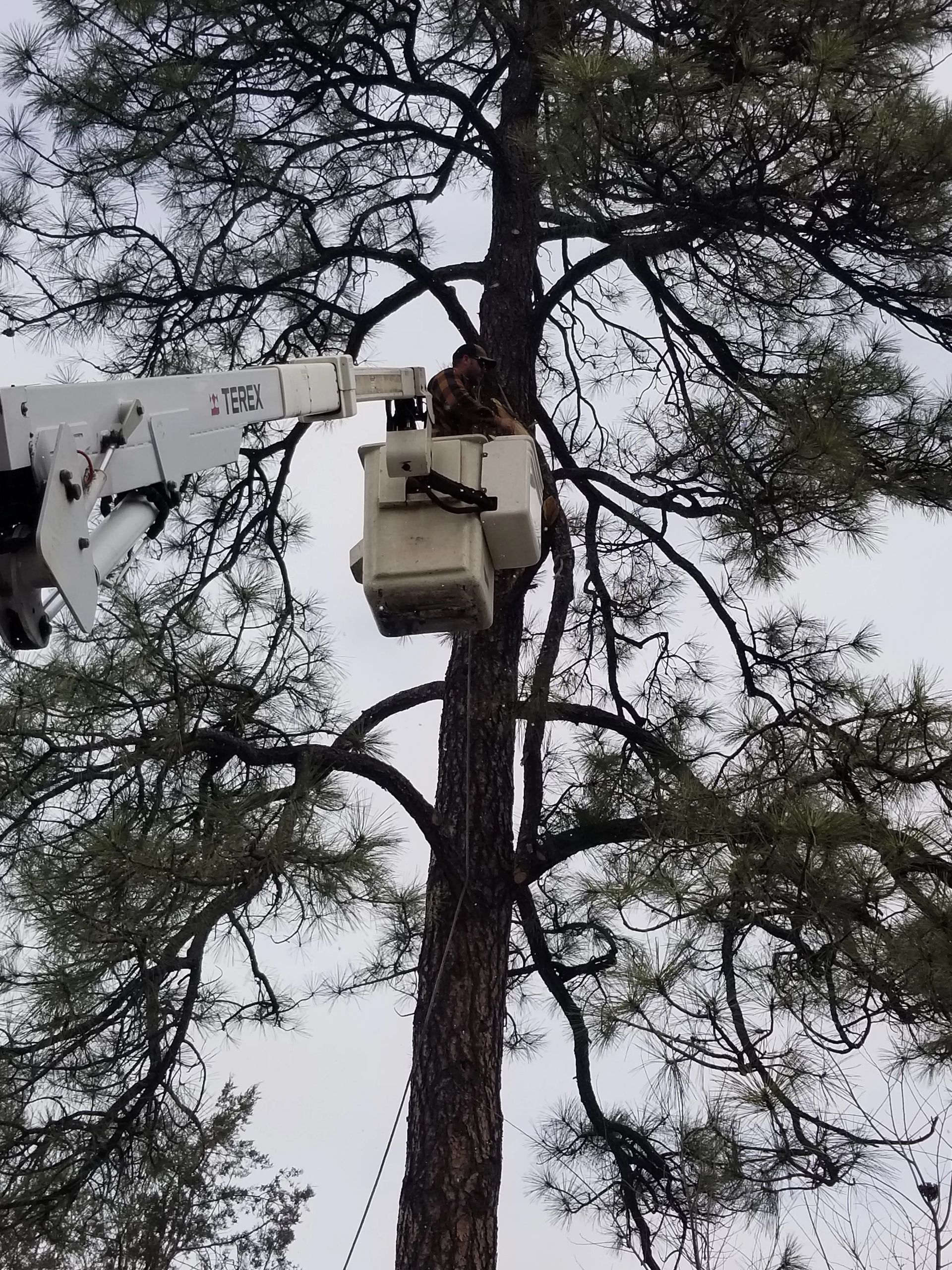 A man is sitting in a bucket fixing something on top of a tree.
