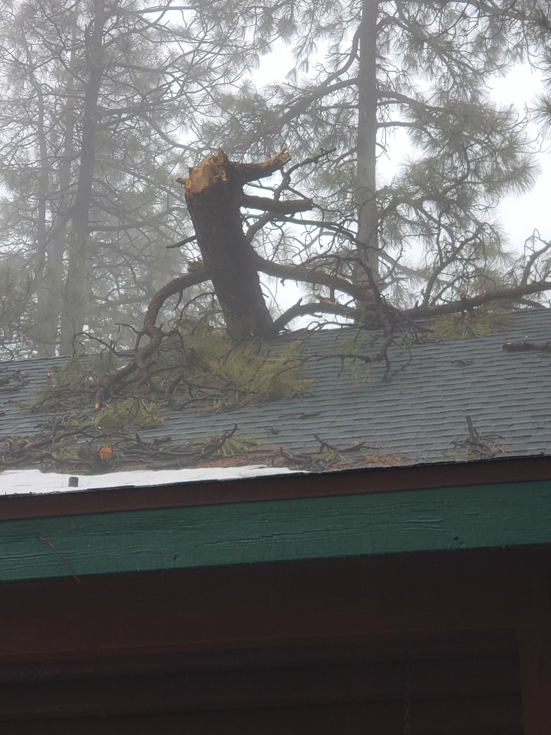 A tree has fallen on the roof of a building