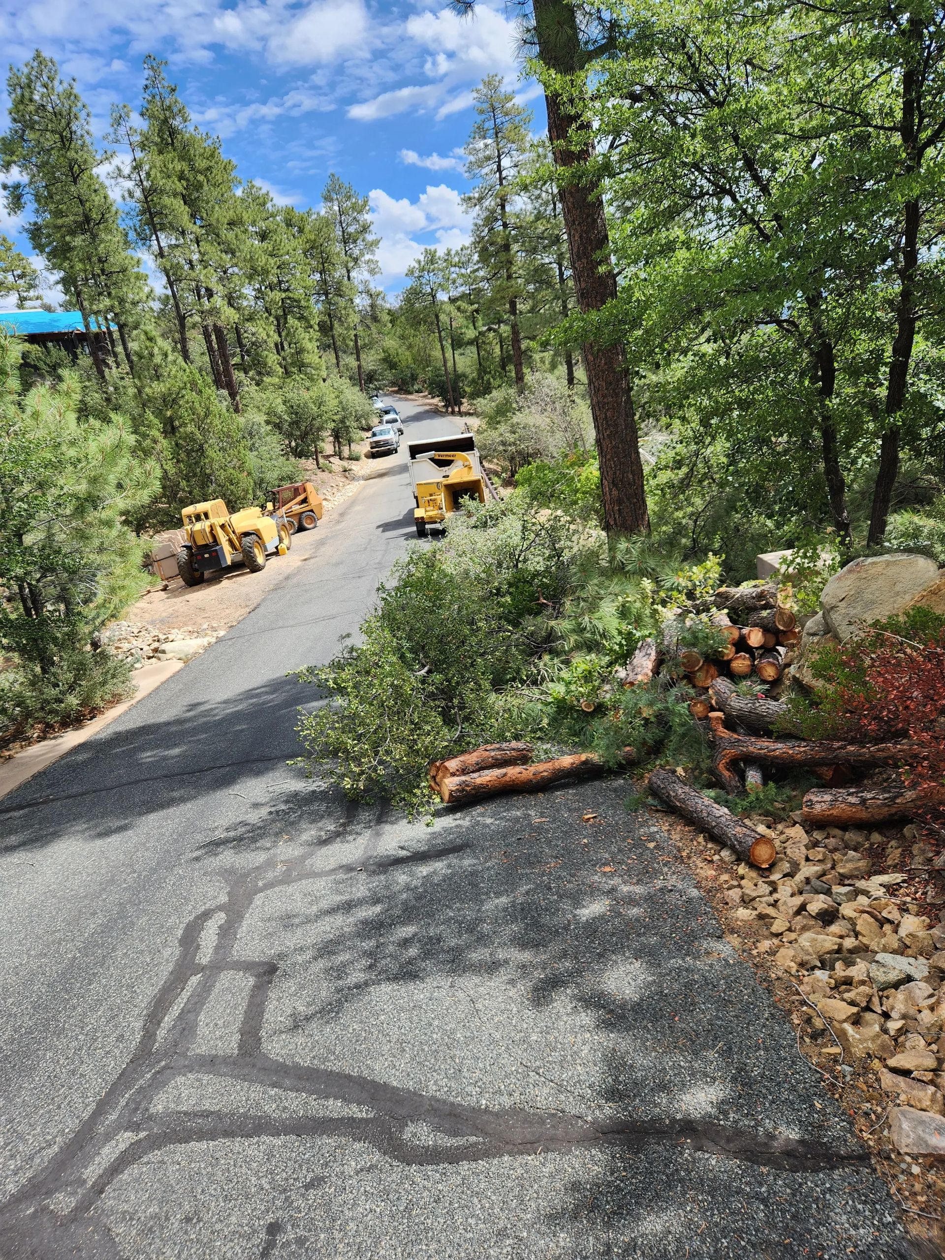 A tree has fallen on the side of a road.