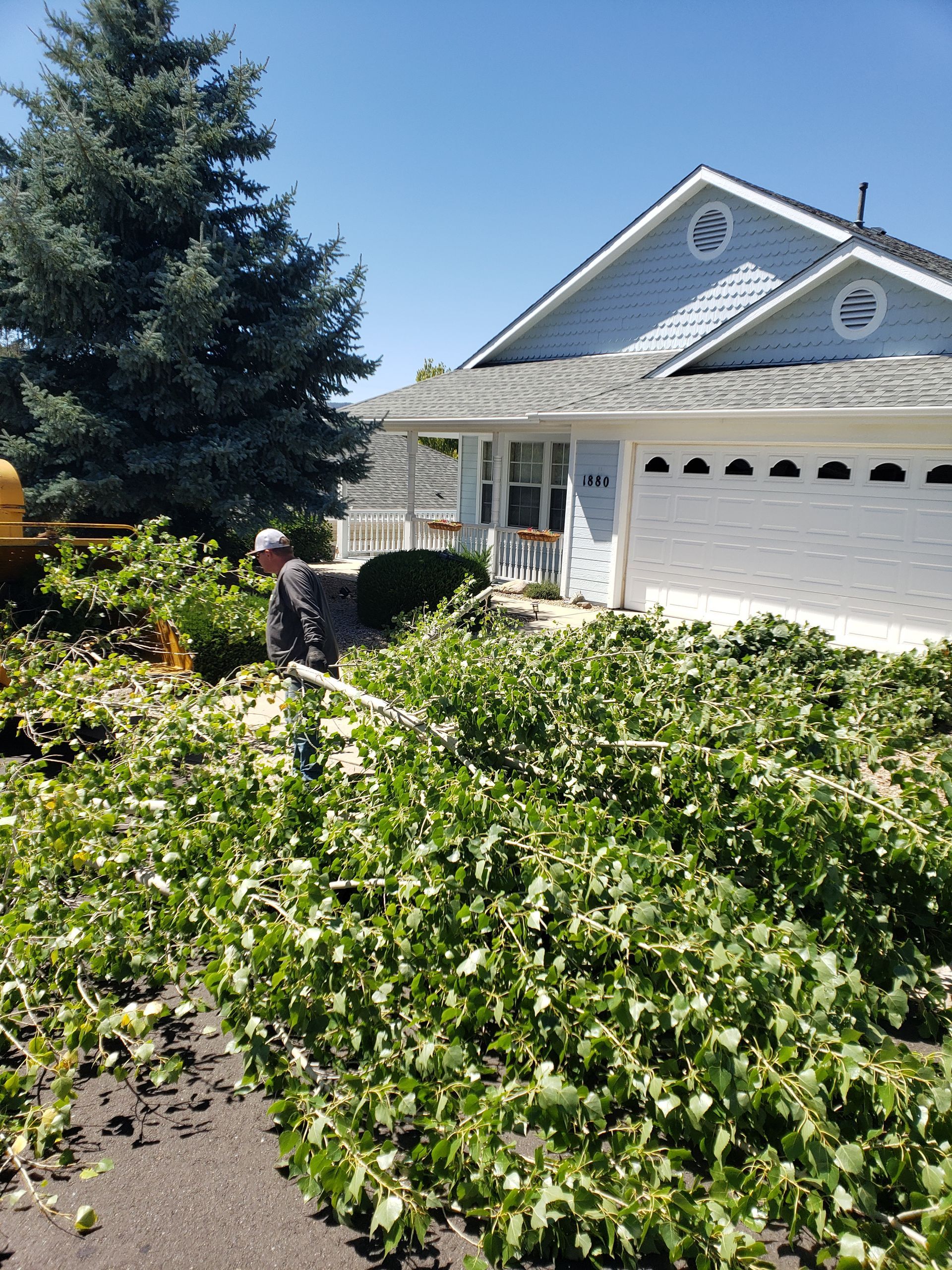 Man trimming bushes in front of a house, surrounded by green foliage, under a blue sky. Man trimming bushes in front of a house, surrounded by green foliage, under a blue sky.