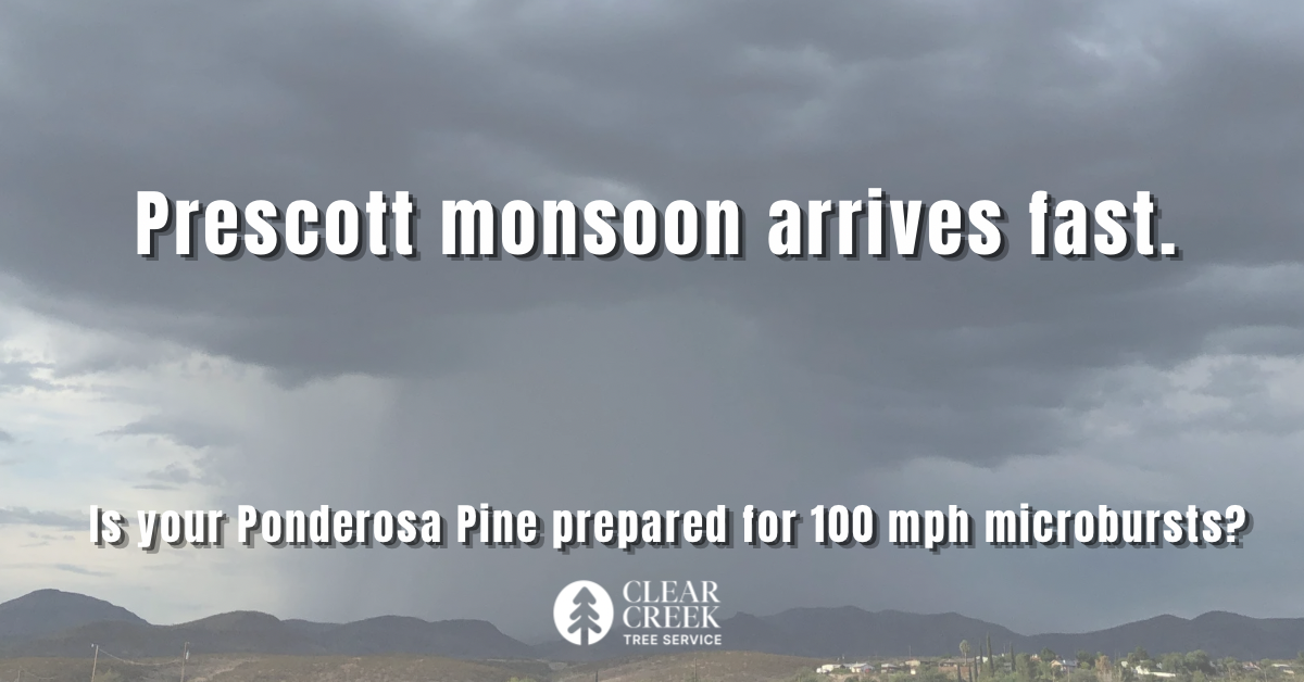 Wind damage prevention Prescott AZ trees Clear Creek Tree Service monsoon season Yavapai County