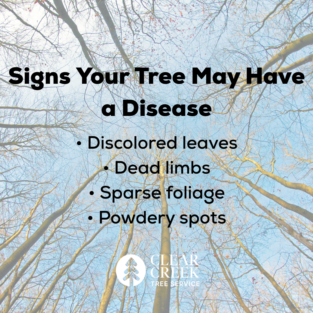A graphic lists signs of tree disease: discolored leaves, dead limbs, sparse foliage, and powdery spots.
