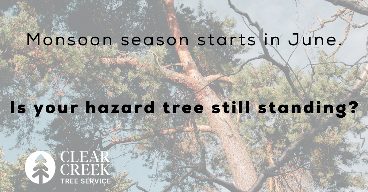 Tree removal Prescott AZ Clear Creek Tree Service certified arborist Yavapai County