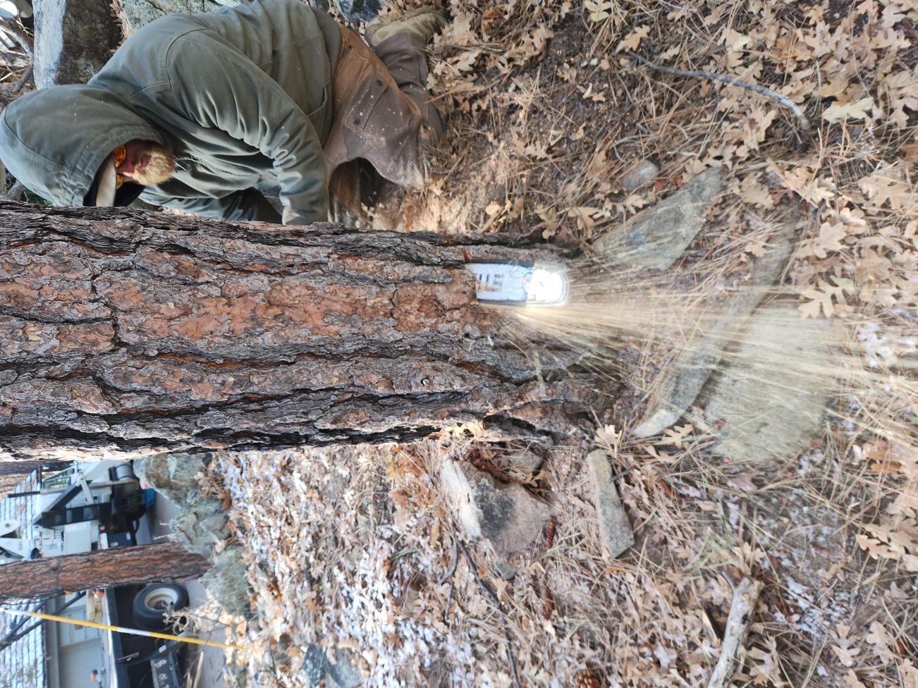 Person using a chainsaw to cut a log in a wooded area. Sawdust sprays.