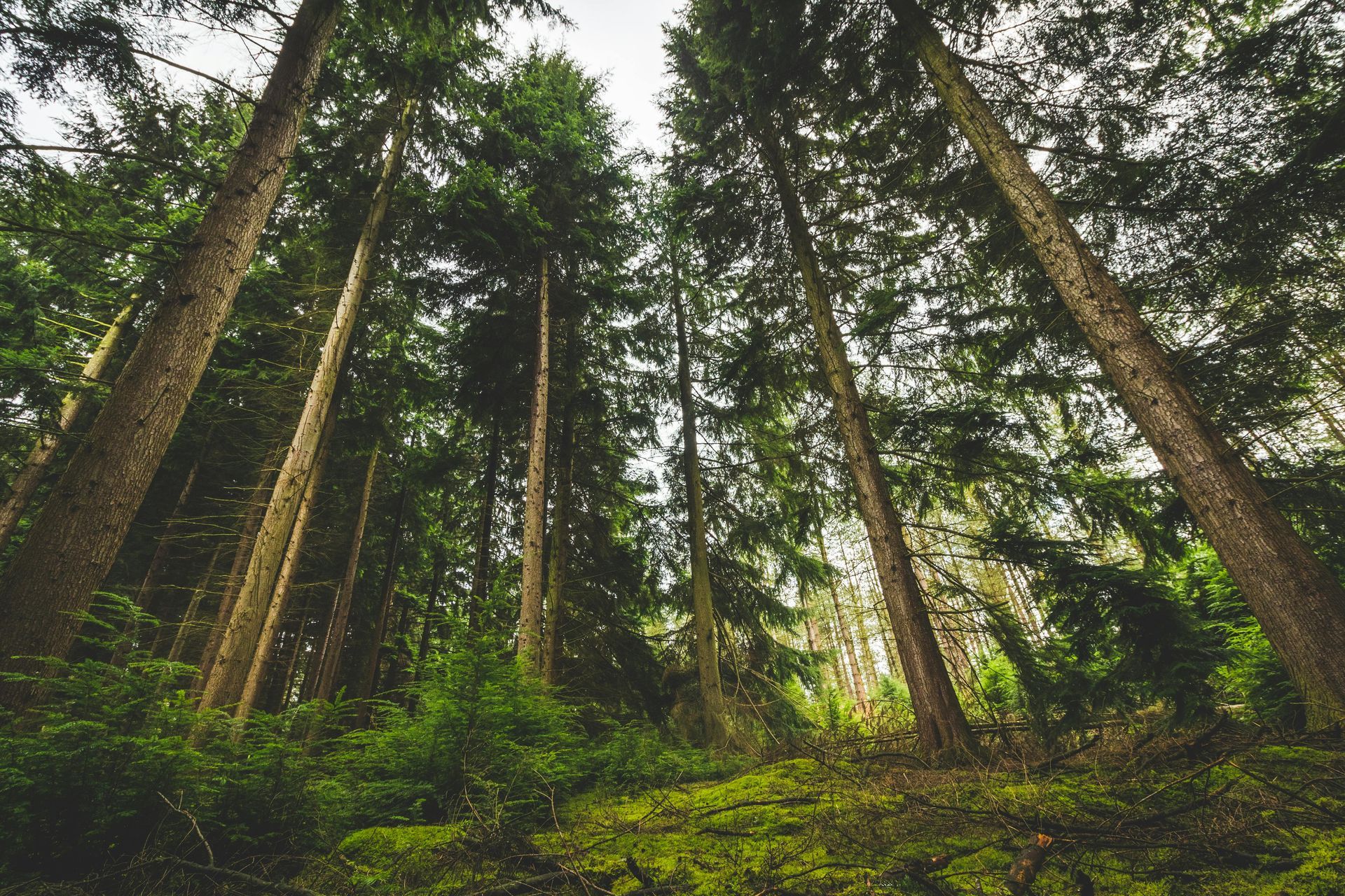 Tall trees in a dense forest, sunlight filtering through the canopy. Green moss covers the ground.