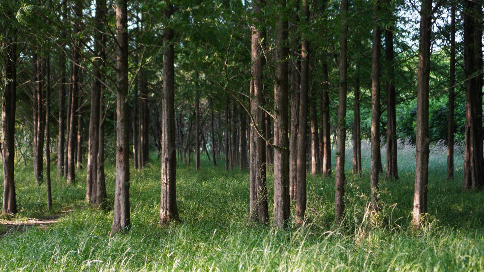 Trees in a forest, grass on the ground, sunlight.