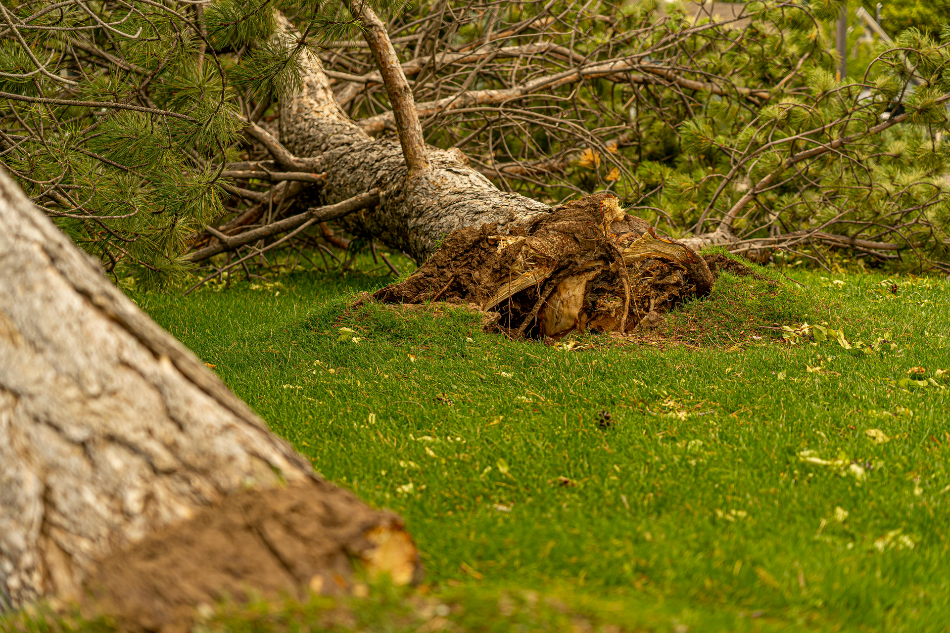 A fallen tree is laying on top of a lush green field. A fallen tree is laying on top of a lush green field.