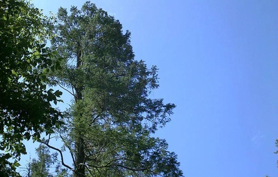 A tree with a blue sky in the background