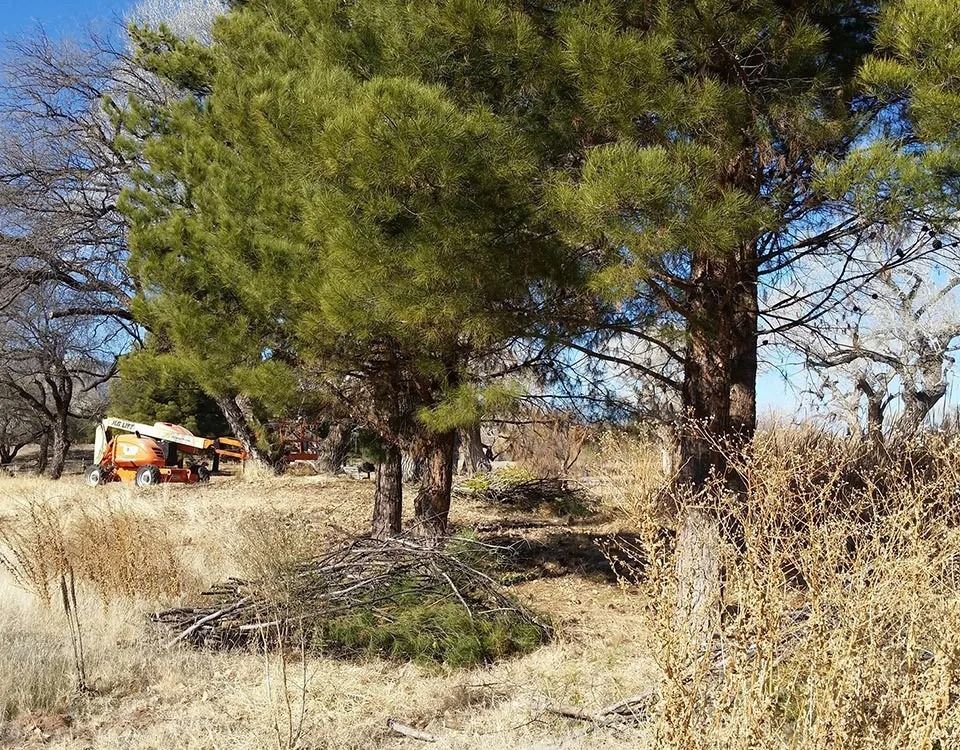 A group of trees in a field with a tractor in the background.
