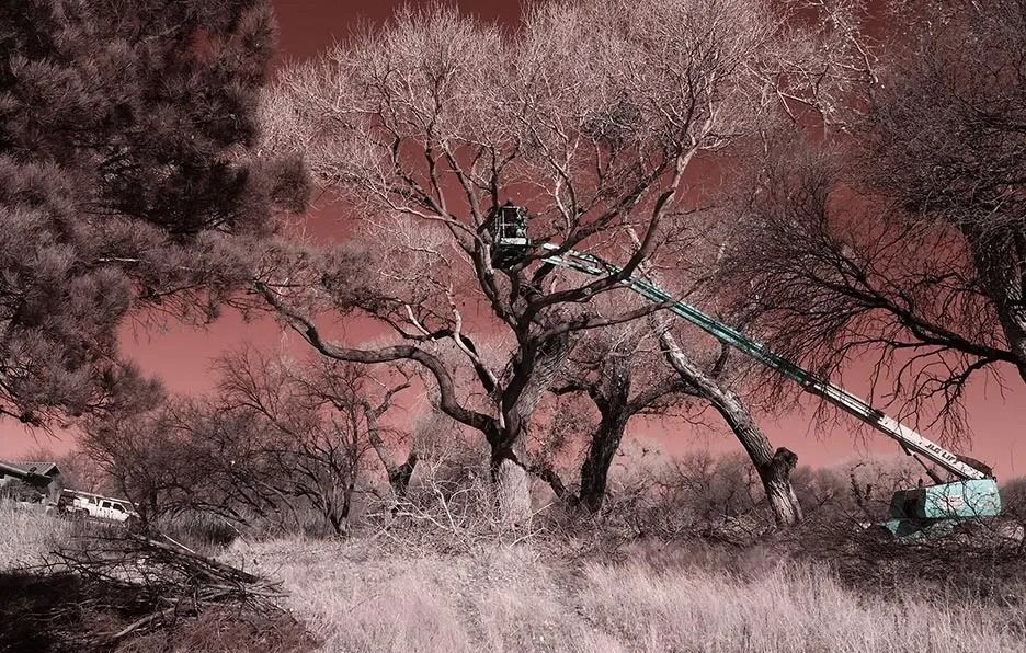 A black and white photo of a tree being cut down by a crane.