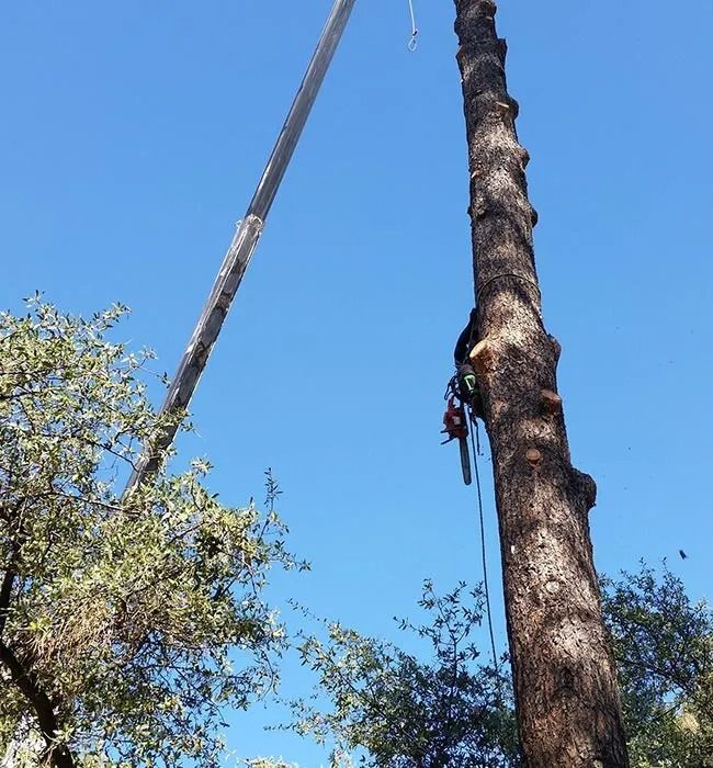 A man is climbing a tree with a crane in the background