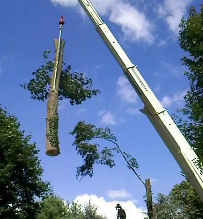 A tree being lifted by a crane with a blue sky in the background