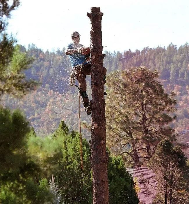 A man is climbing a tree in the woods.