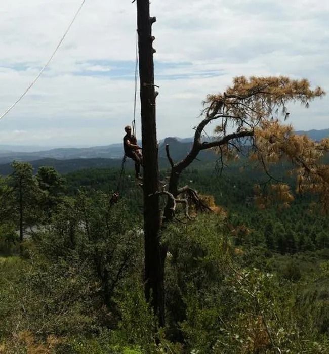 A man is hanging from a tree in the woods