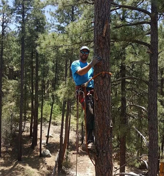 Arborist in a tall tree, wearing safety gear. Forest setting, sunny day.