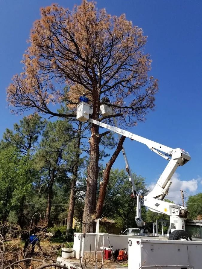 A tree is being cut down by a crane.