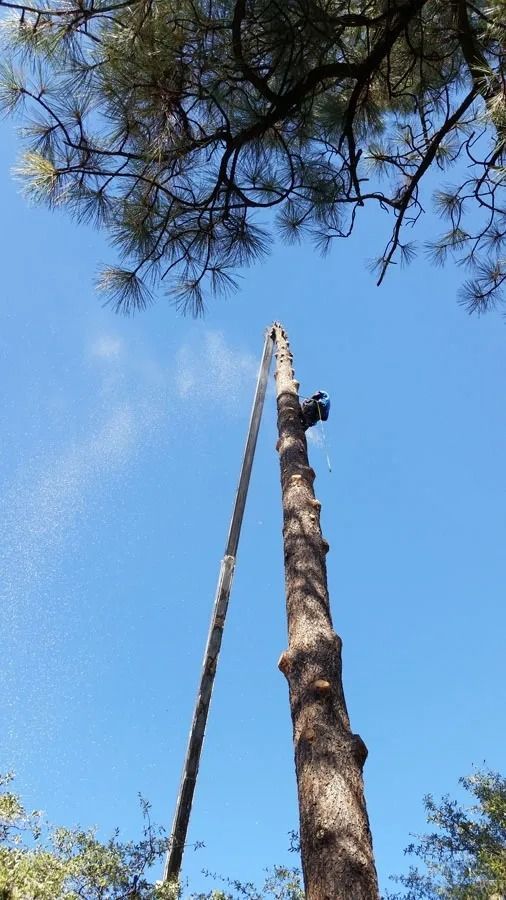 A person is cutting a tree with a chainsaw.