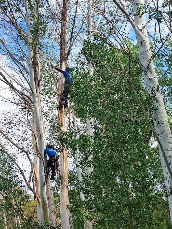 Two workers in blue uniforms climb tall, slender trees in a forest.