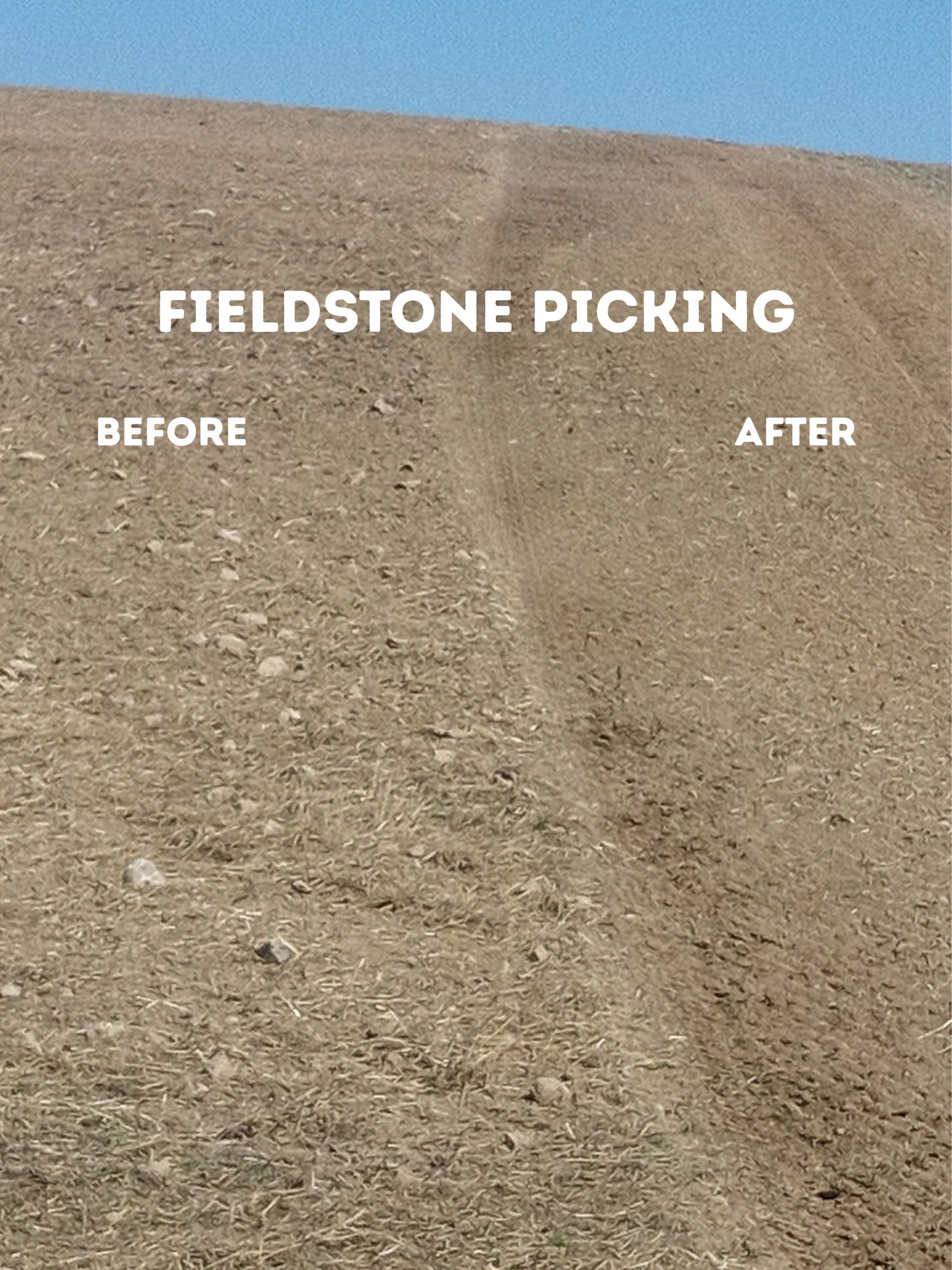 before & after stone picking