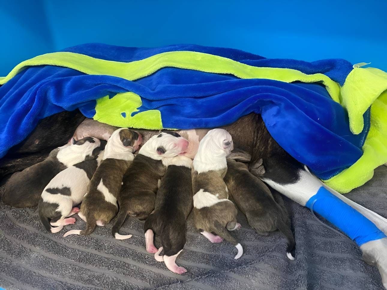 A Bunch Of Puppies Are Laying — Valley Vet Surgery In Walkerston, QLD