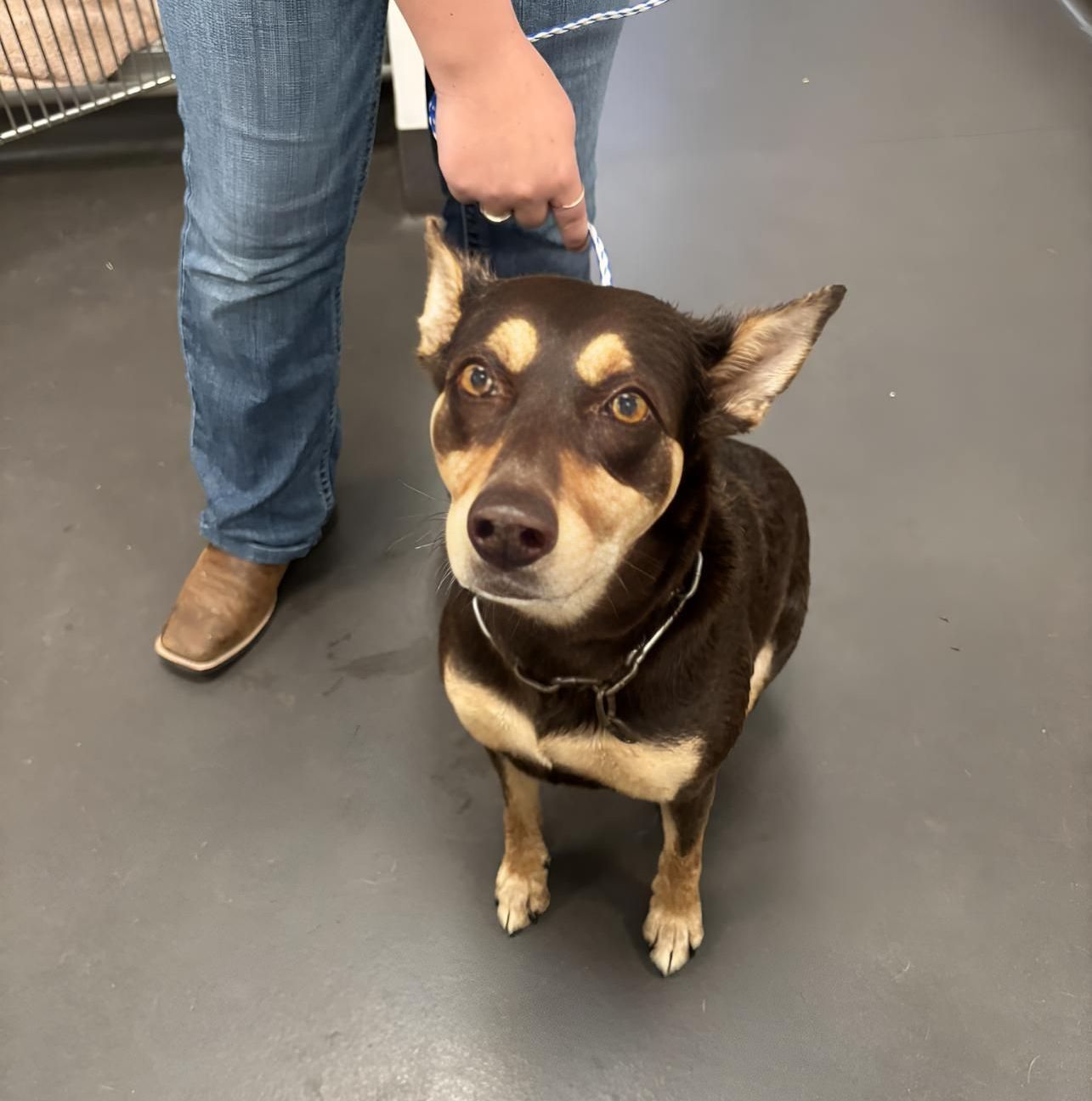 Small black-and-tan dog standing on a leash beside a person in jeans and boots on a gray floor. — Valley Vet Surgery In Walkerston, QLD