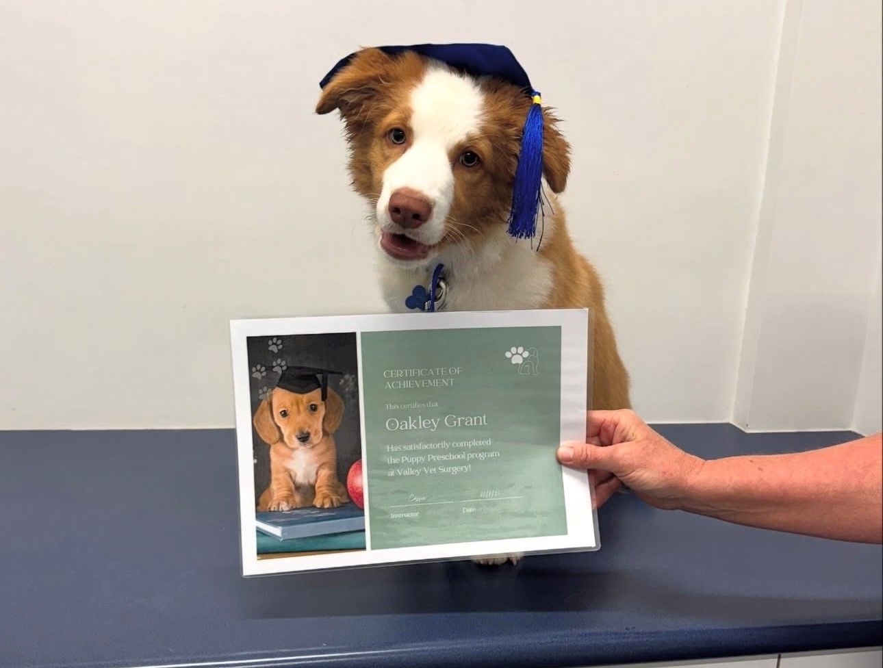 A Brown And White Puppy Is Sticking Its Head — Valley Vet Surgery In Walkerston, QLD