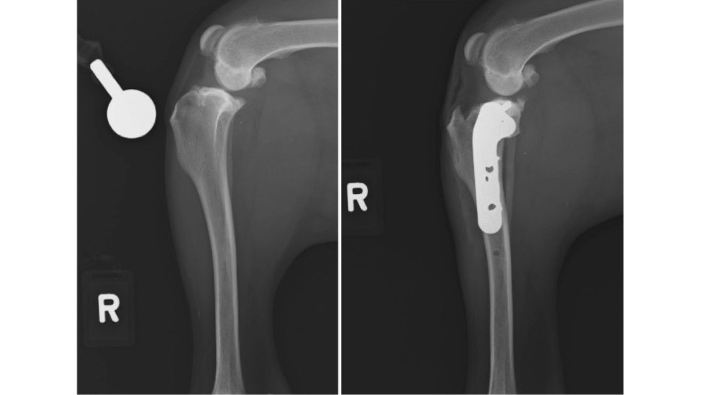 Right shoulder X-ray showing a normal joint and a second view with a shoulder prosthesis. — Valley Vet Surgery In Walkerston, QLD