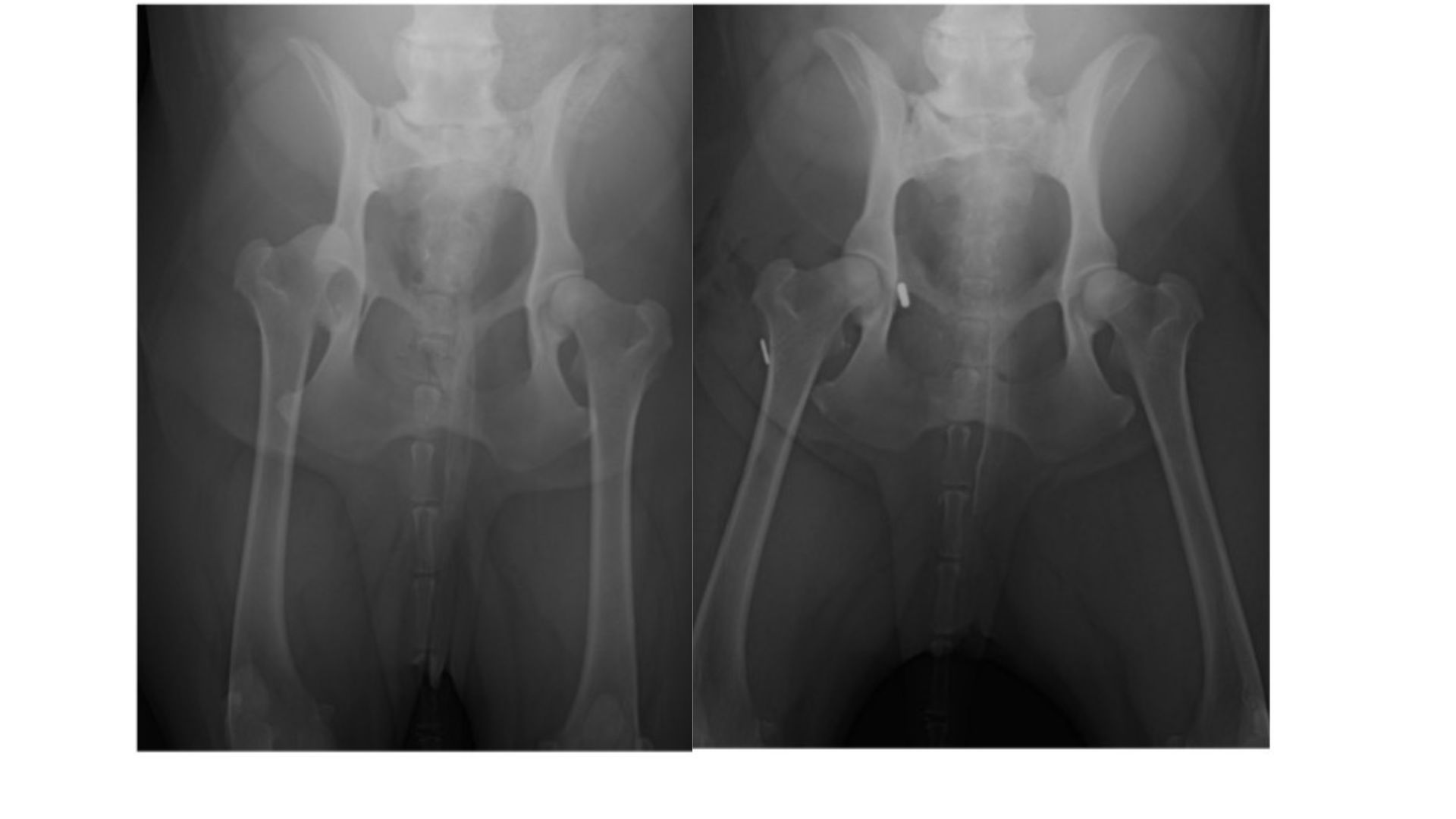 Side-by-side pelvic X-rays showing both hips and upper femurs. — Valley Vet Surgery In Walkerston, QLD