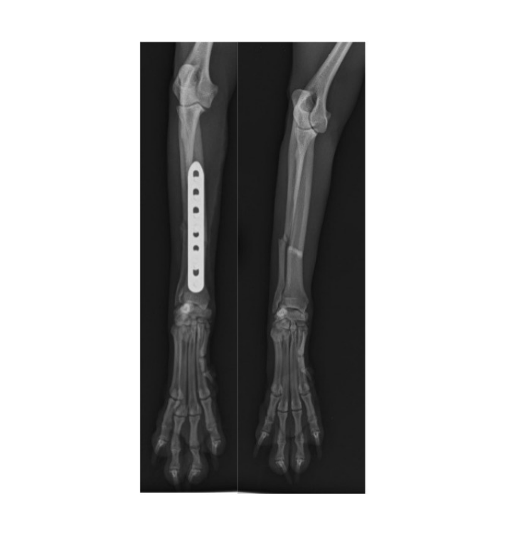 X-ray of a forearm and wrist with a metal plate and screws fixing a fracture — Valley Vet Surgery In Walkerston, QLD