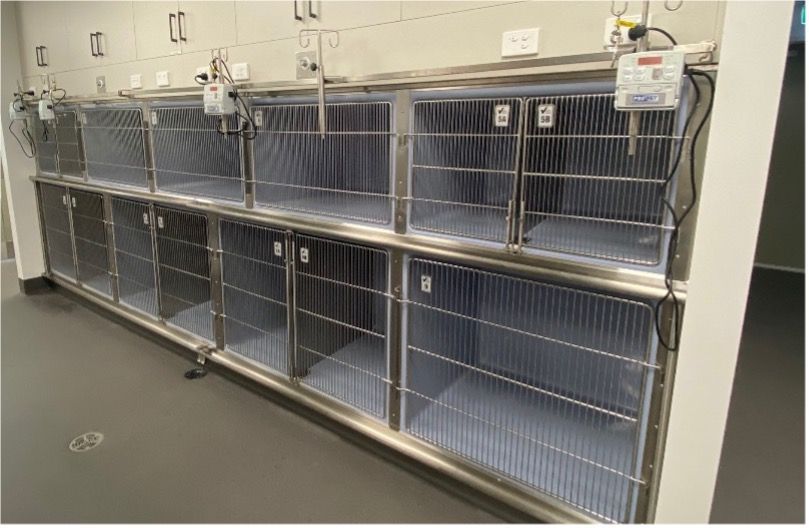 Row of empty metal animal cages in a kennel room — Valley Vet Surgery In Walkerston, QLD