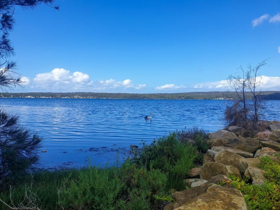 A Duck is Swimming in a Lake on a Sunny Day — Bonanno's Menswear in Shellharbour, NSW